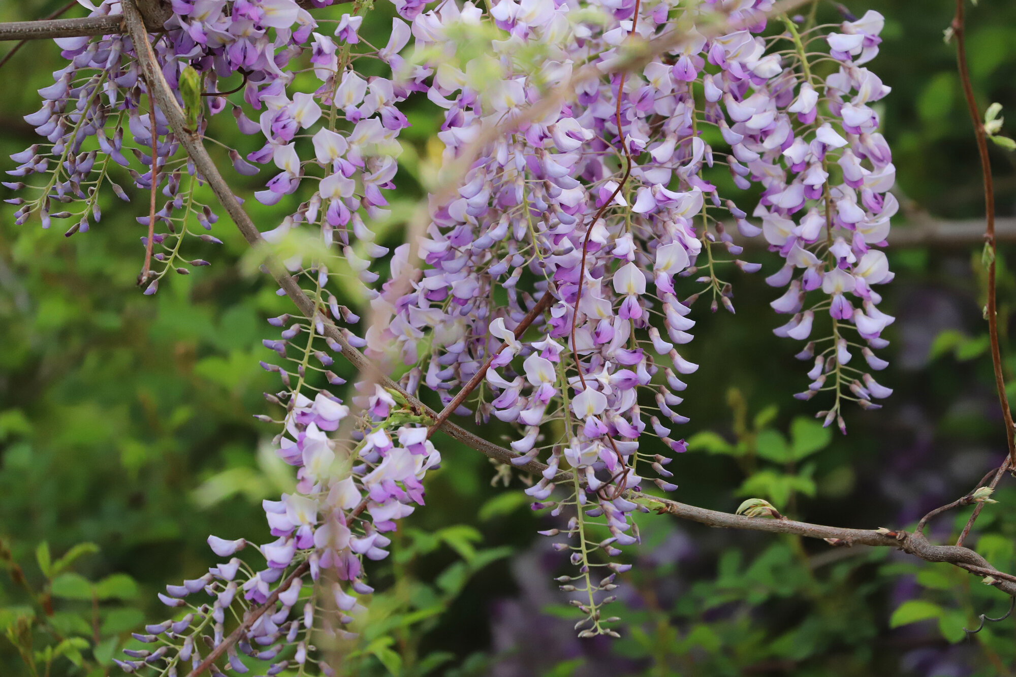  Wisteria / Munden Road / 29 Mar 