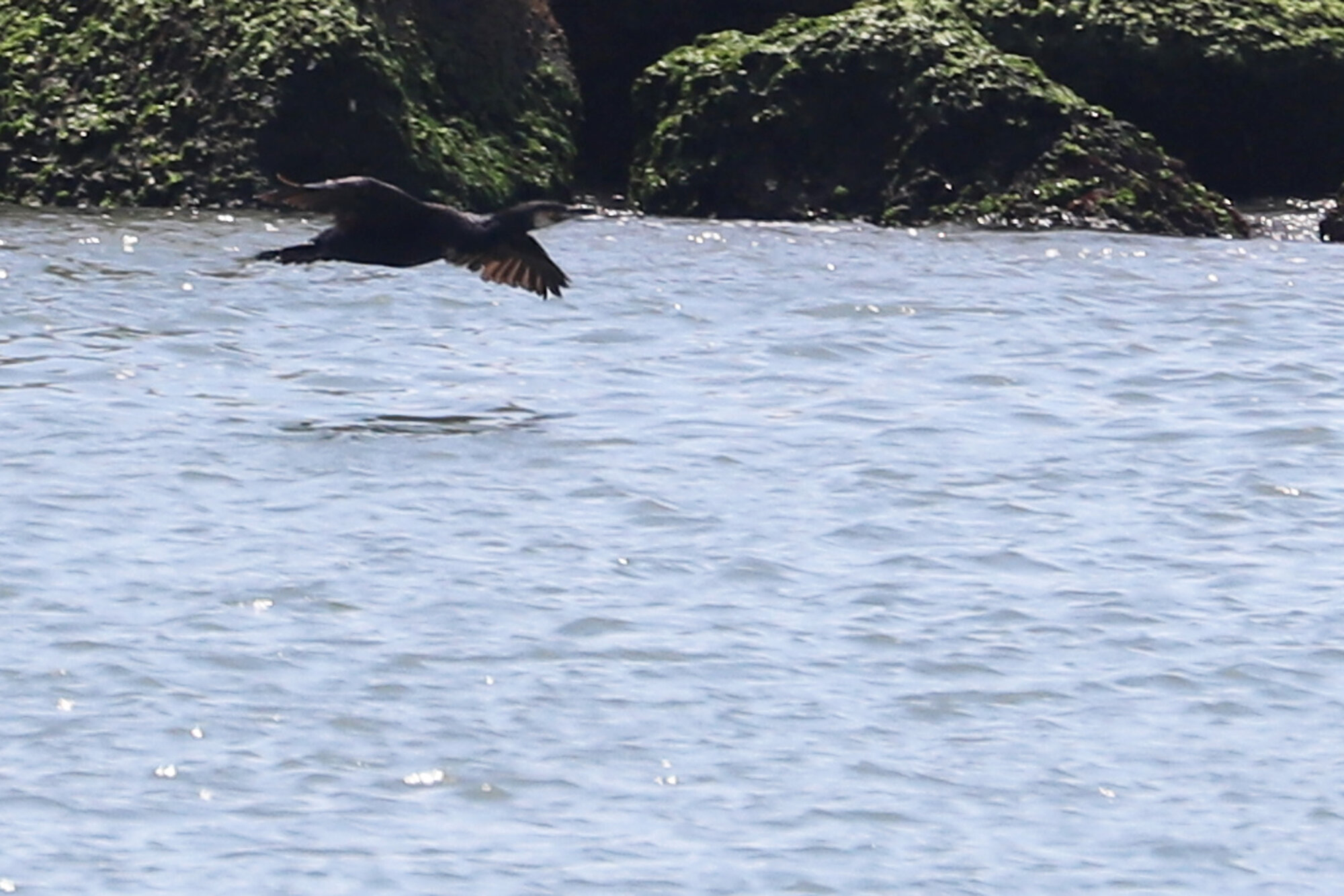  Great Cormorant / Rudee Inlet / 3 Jun 