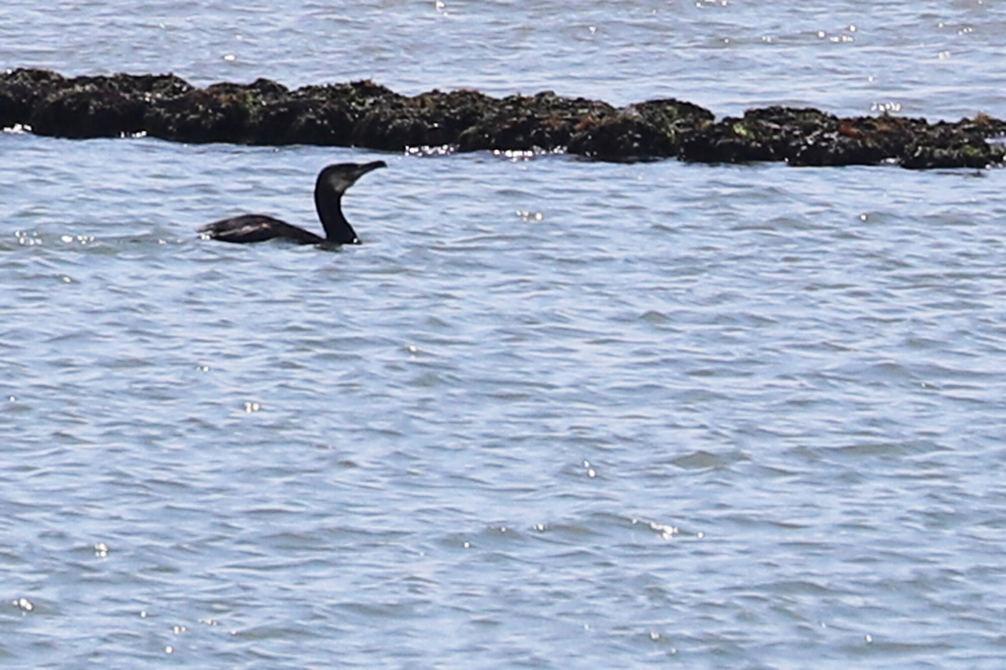  Great Cormorant / Rudee Inlet / 3 Jun 
