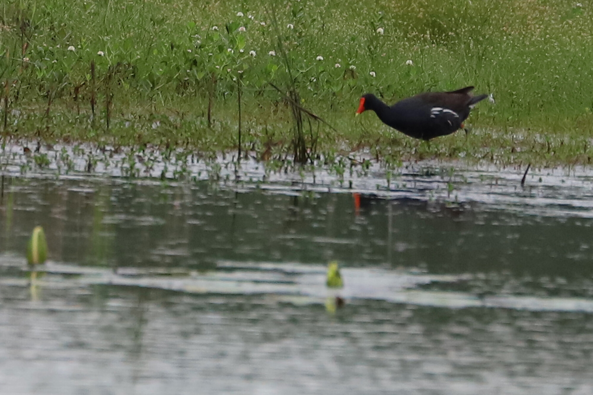   Common Gallinule / Back Bay NWR / 6 Jun; please click this photo to advance to the next!  