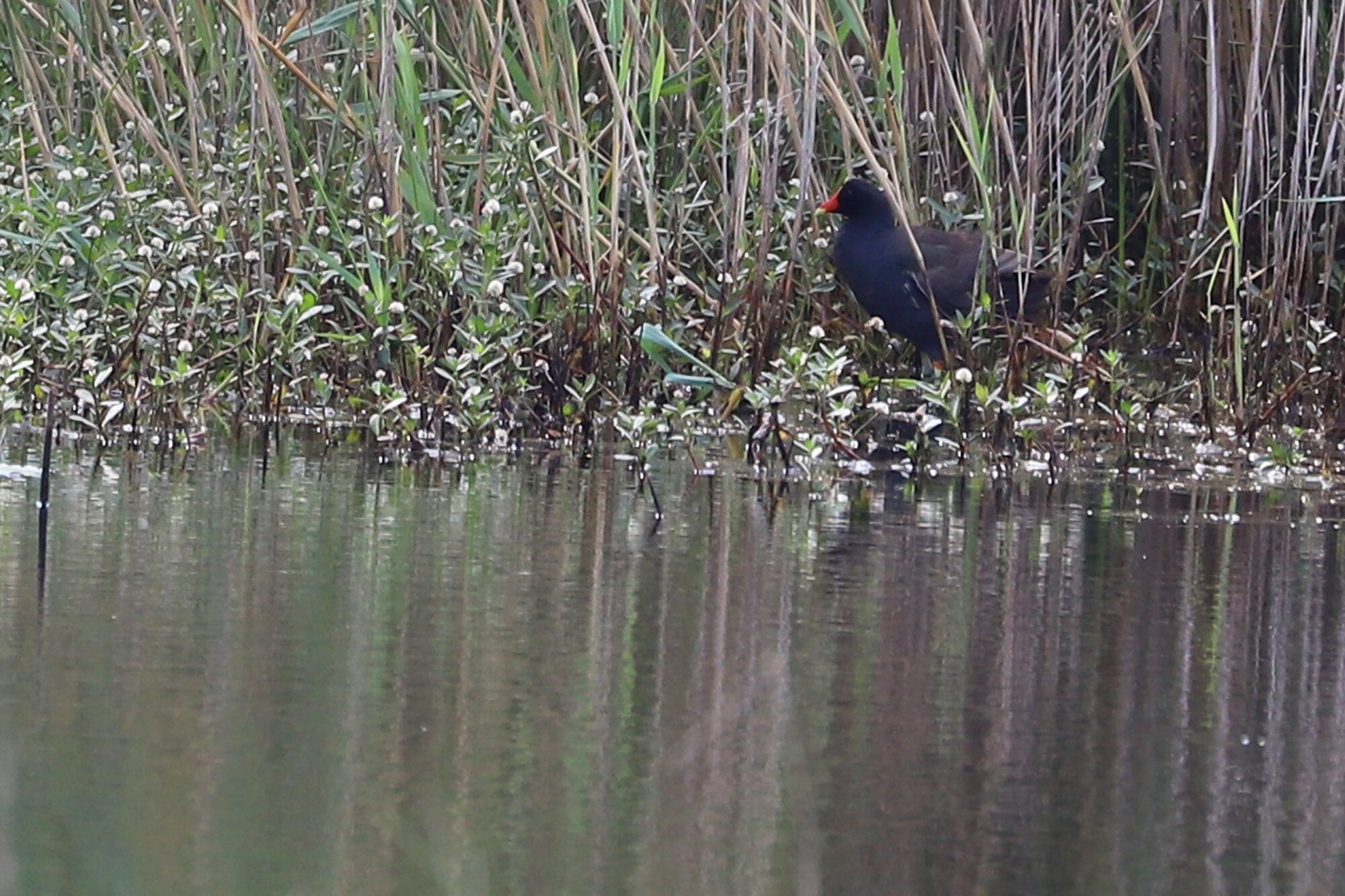  Common Gallinule / Back Bay NWR / 6 Jun 