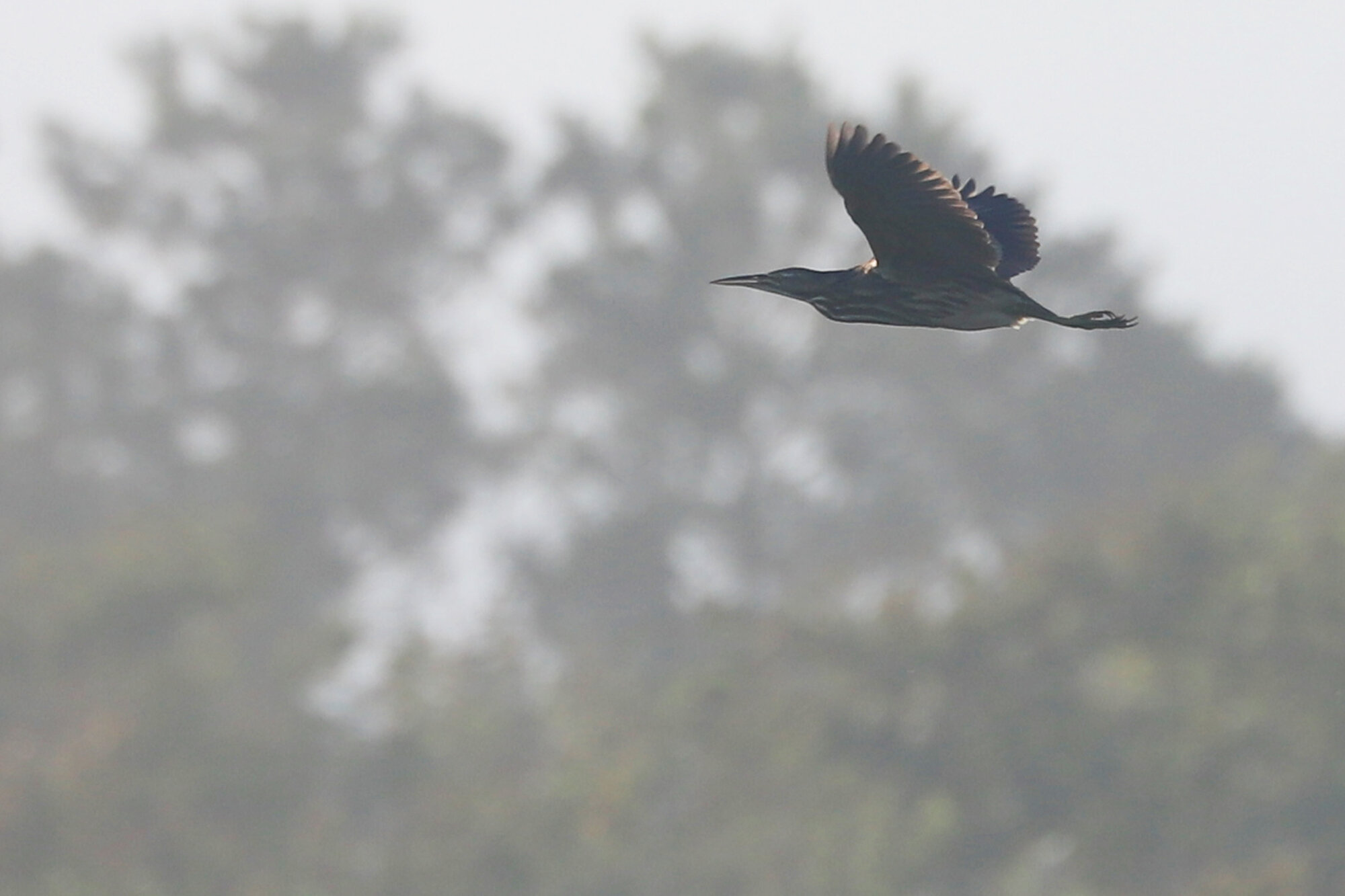  American Bittern / Back Bay NWR / 21 Jun 