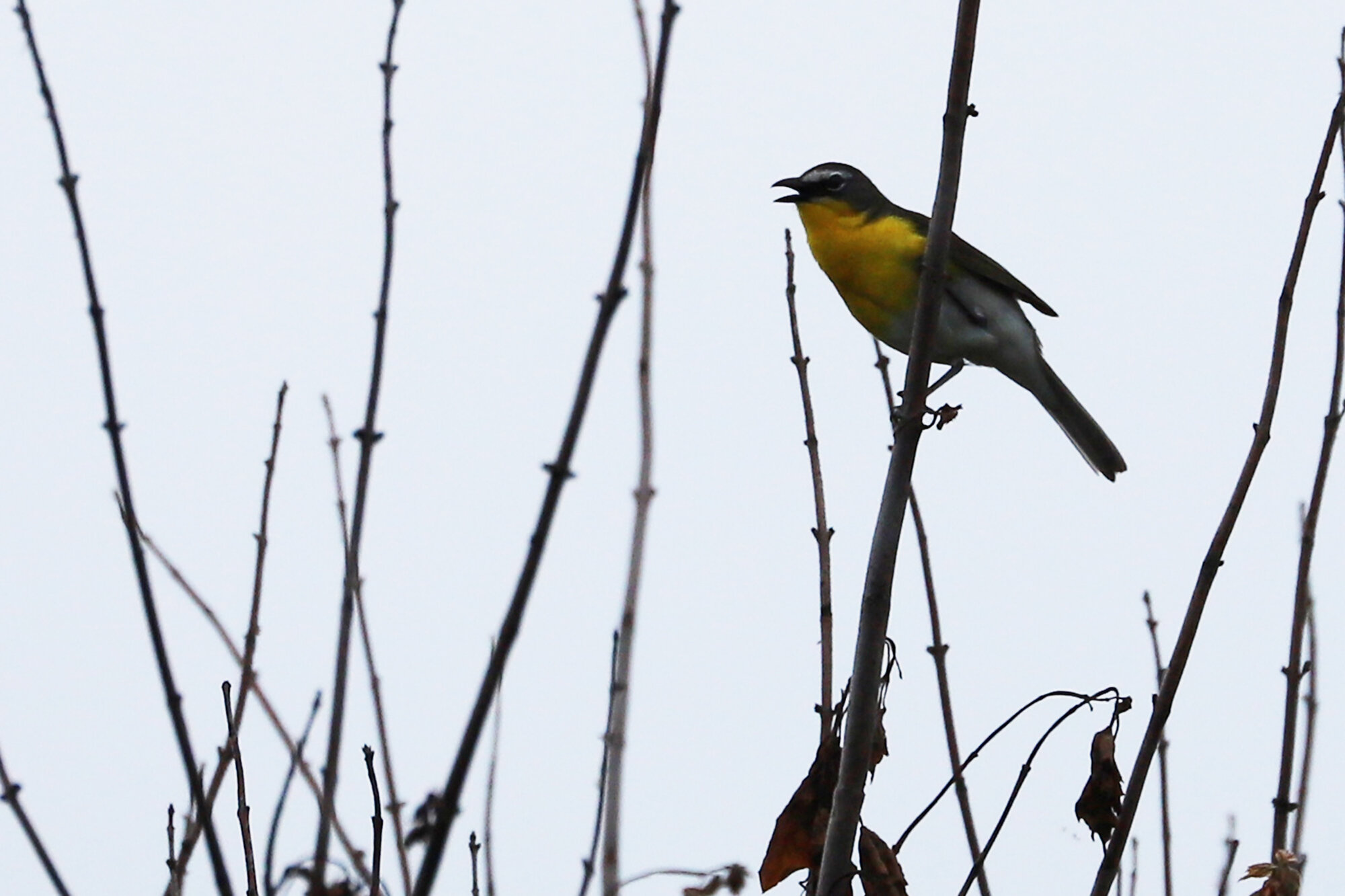  Yellow-breasted Chat / Back Bay NWR / 6 Jun 