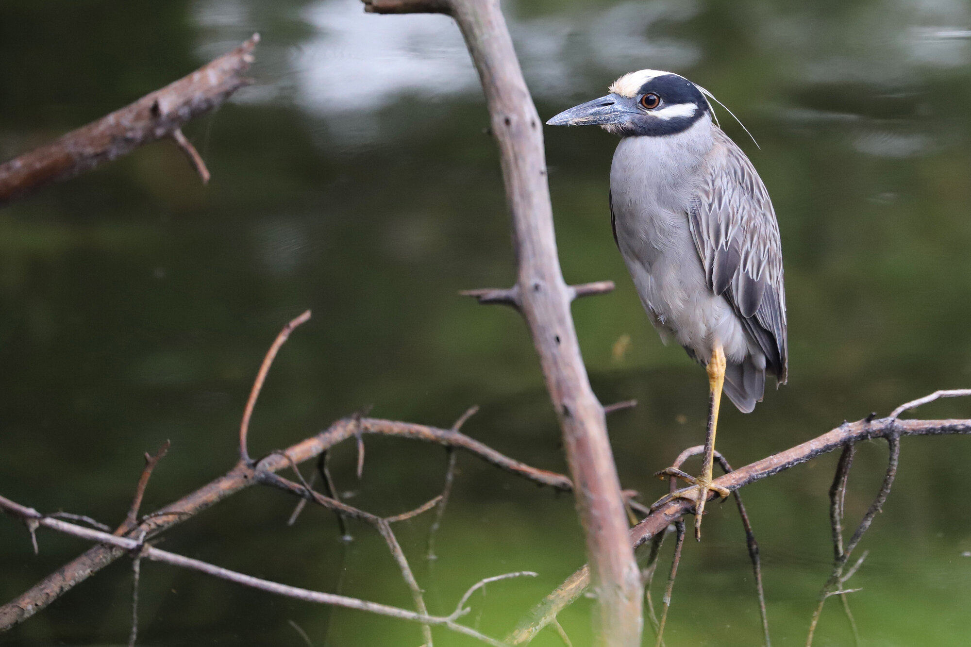  Yellow-crowned Night-Heron / Pleasure House Point NA / 7 Jun; please click this photo to advance to the next!  