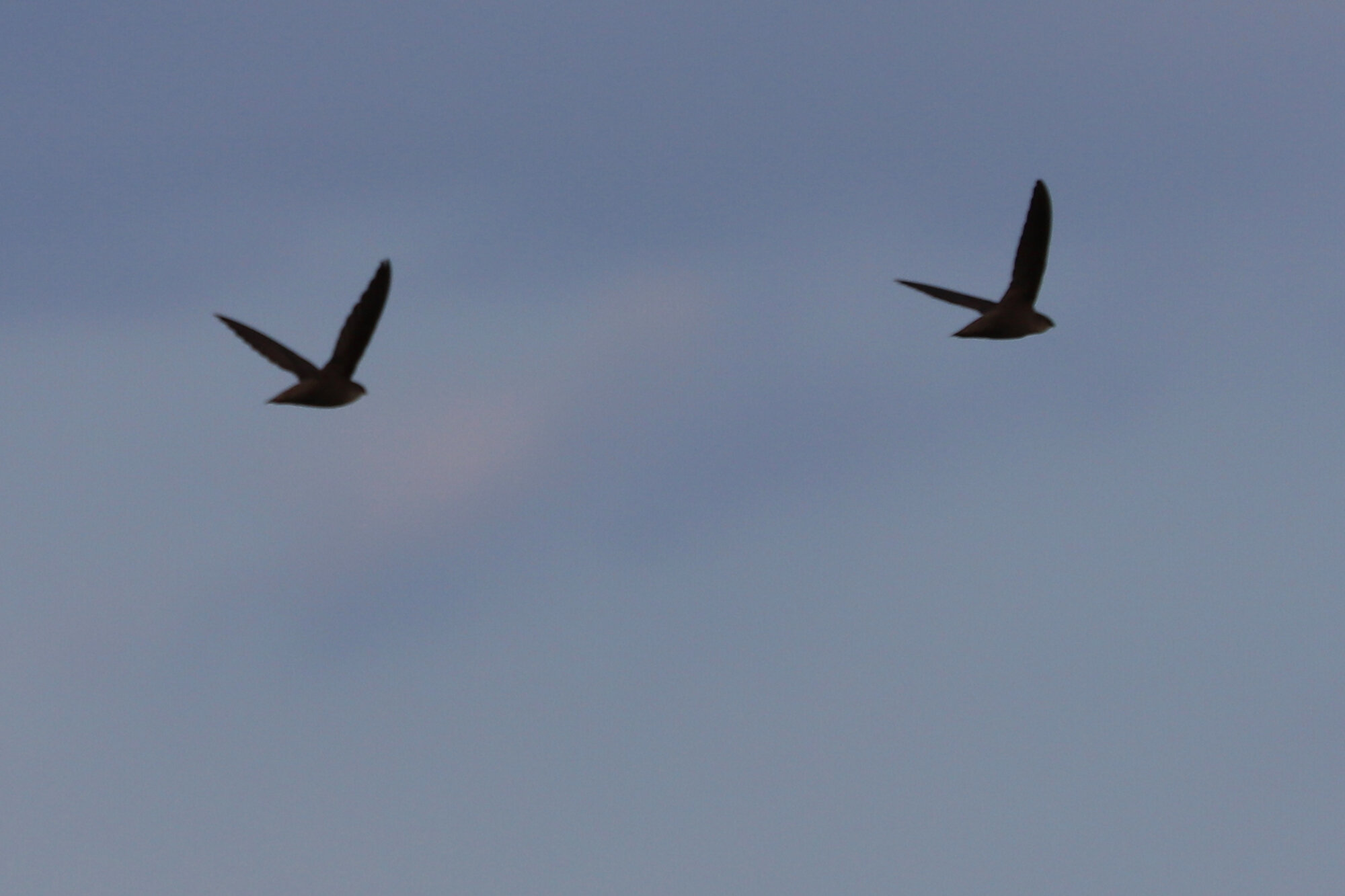  Chimney Swifts / Pleasure House Point NA / 7 Jun 