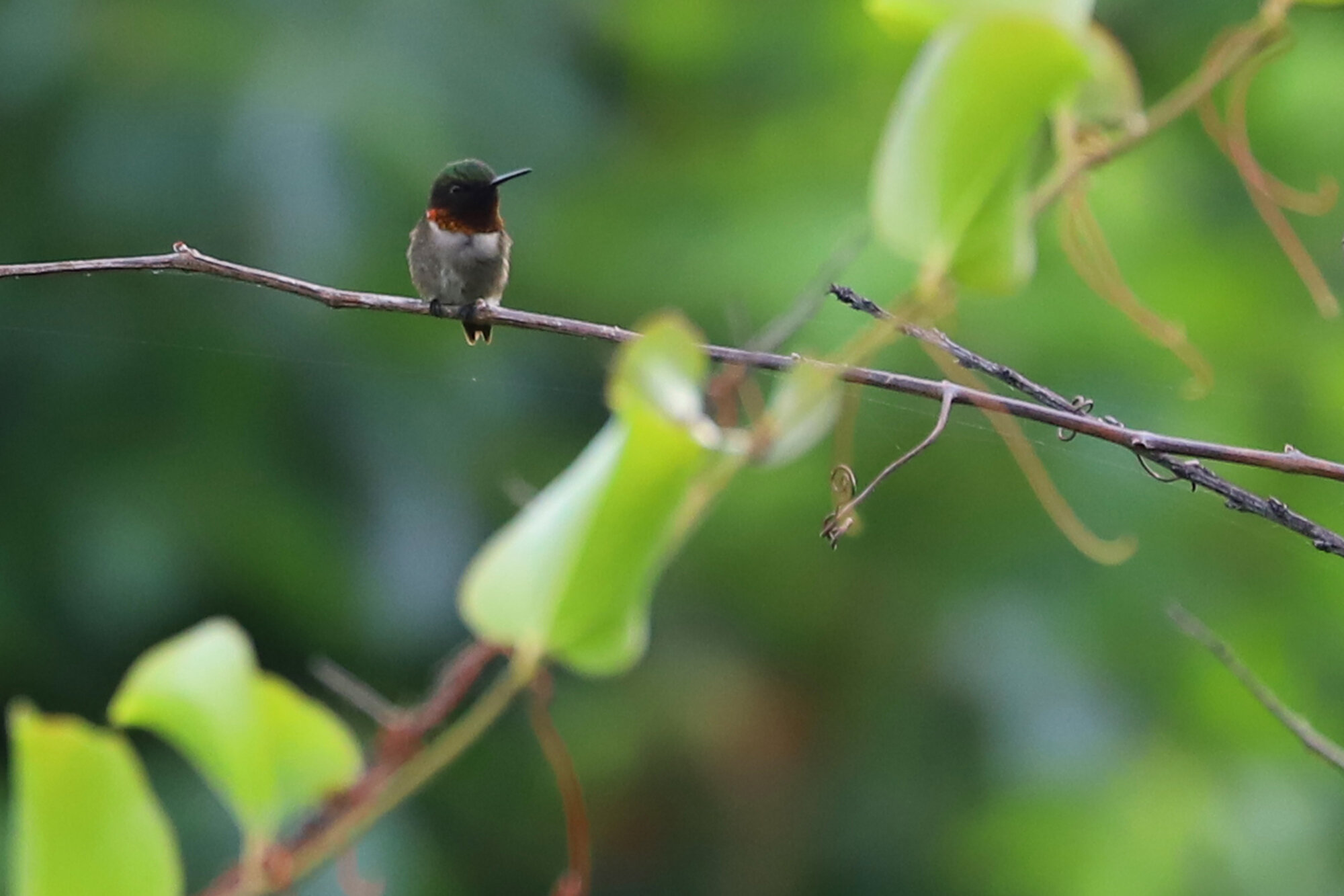  Ruby-throated Hummingbird / Princess Anne WMA Whitehurst Tract / 18 Jun 