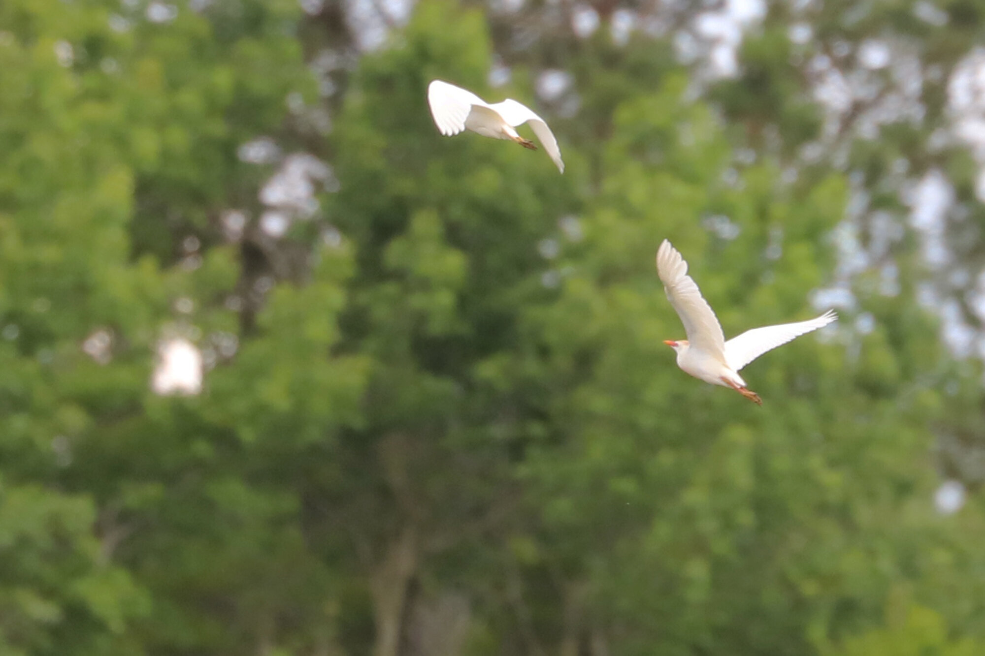  Cattle Egrets / Drum Point Road / 18 Jun 
