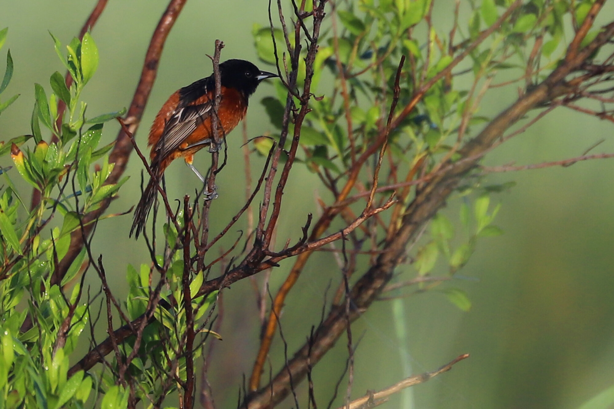  Orchard Oriole / Back Bay NWR / 21 Jun; please click this photo to advance to the next!  