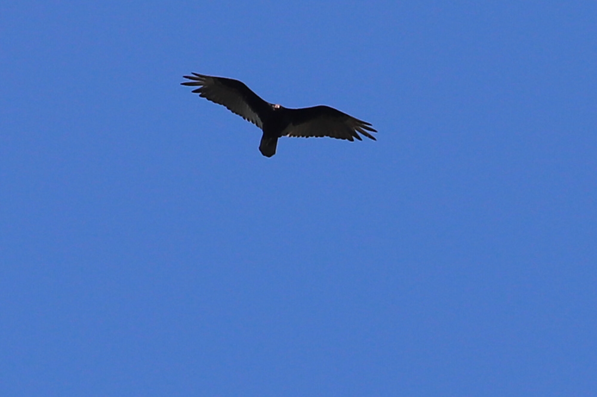  Turkey Vulture / Stumpy Lake NA / 3 Jun 