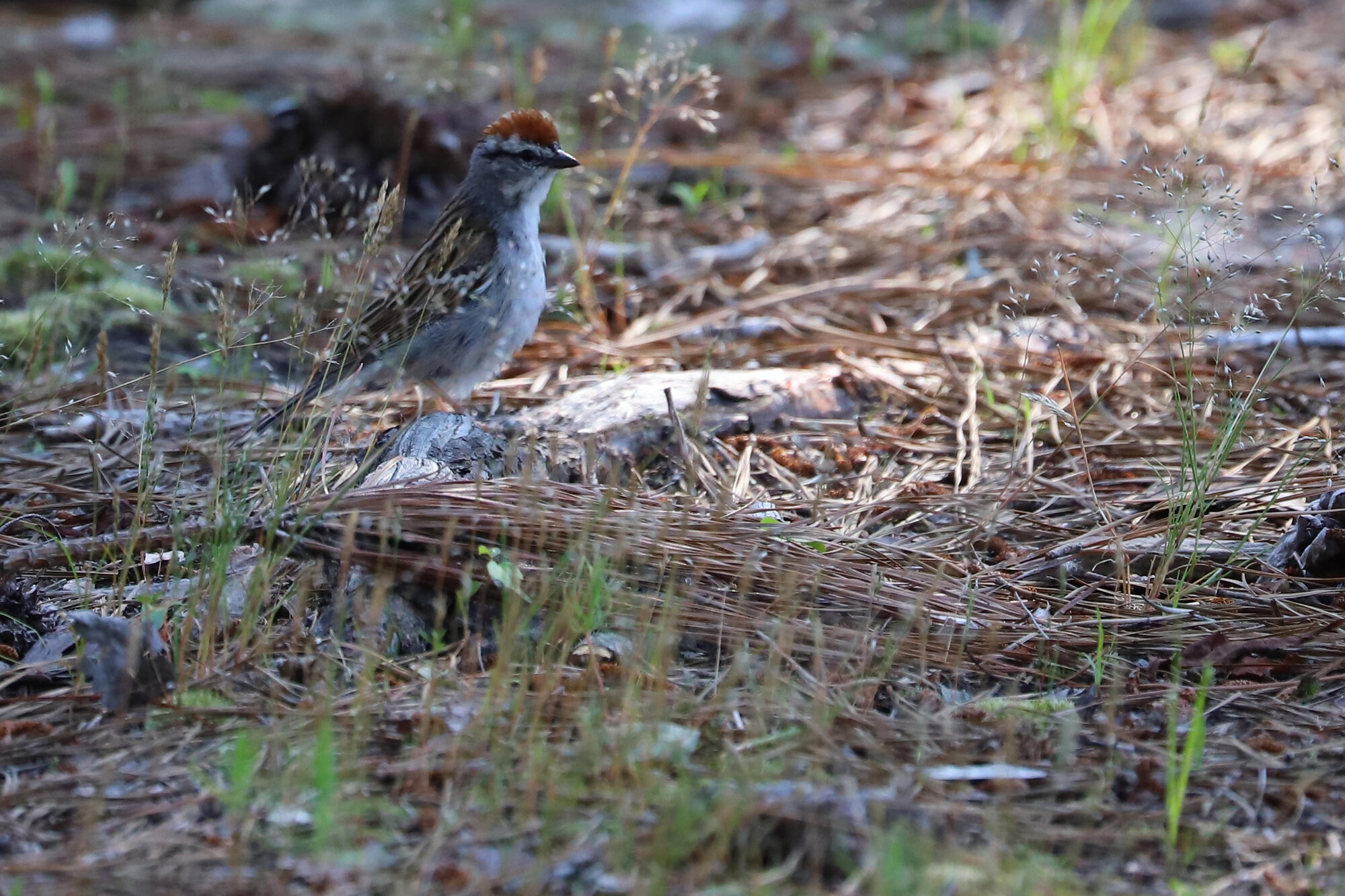  Chipping Sparrow / Stumpy Lake NA / 3 Jun 