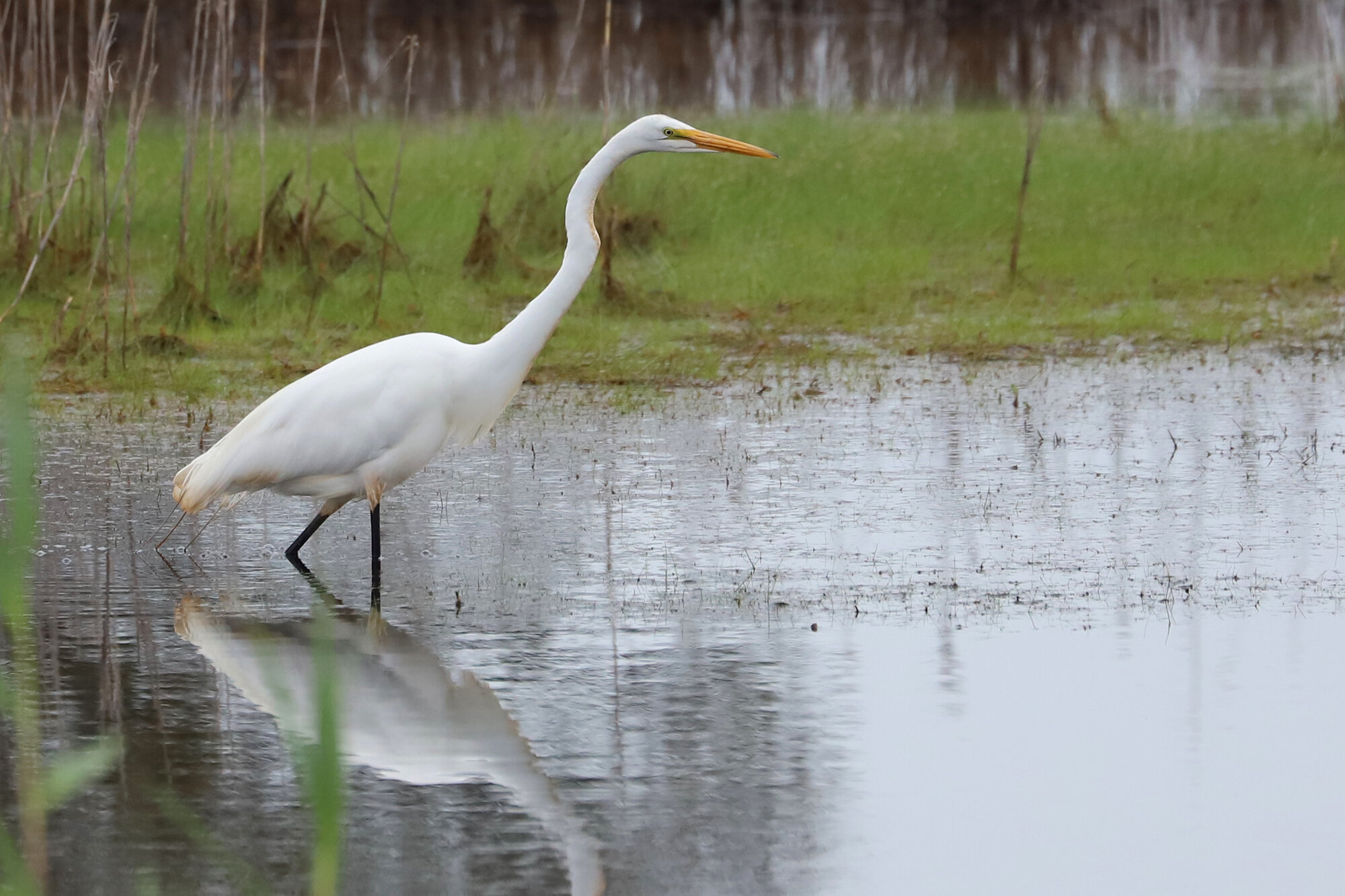  Great Egret / Back Bay NWR / 6 Jun; please click this photo to advance to the next!  