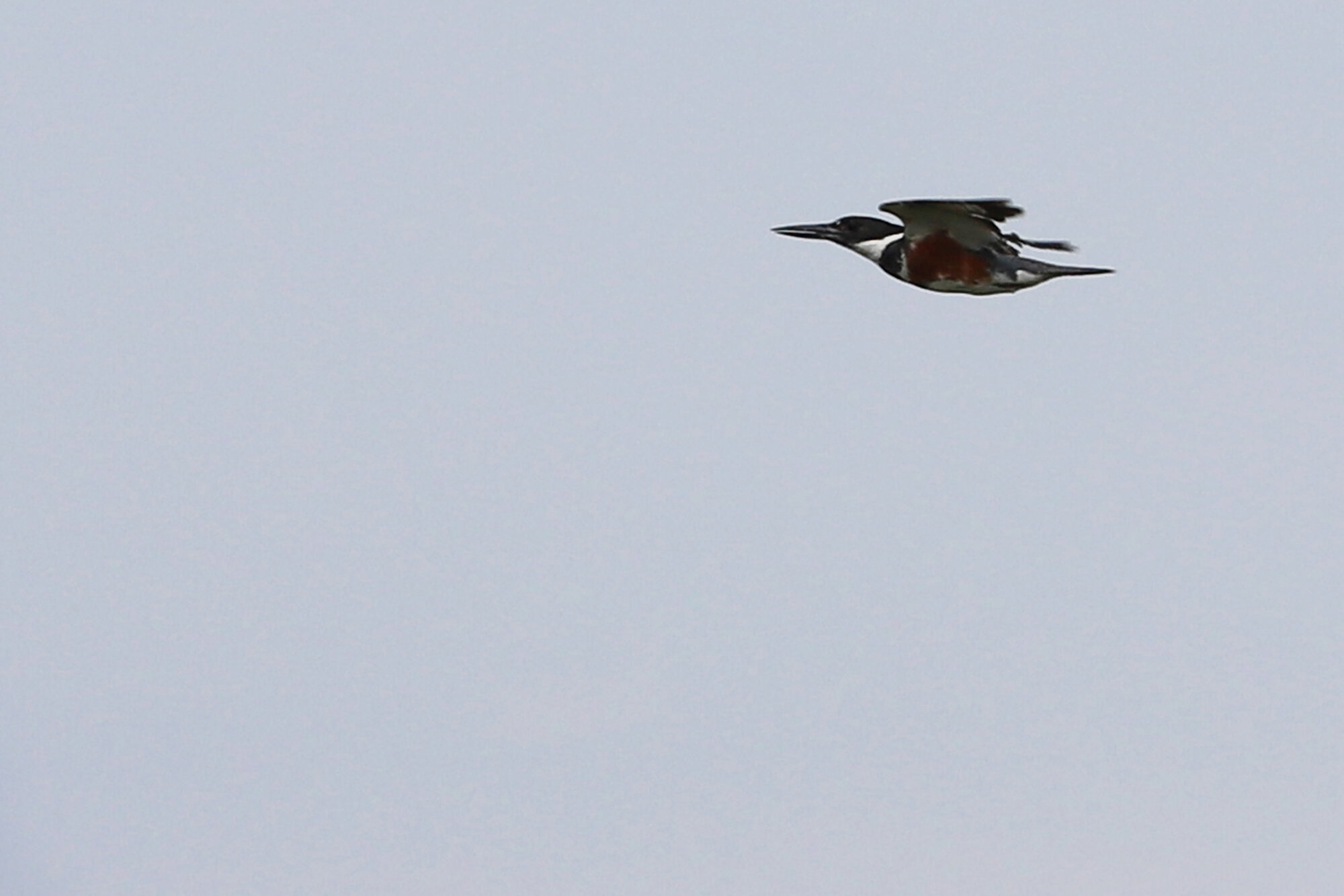  Belted Kingfisher / Back Bay NWR / 6 Jun 