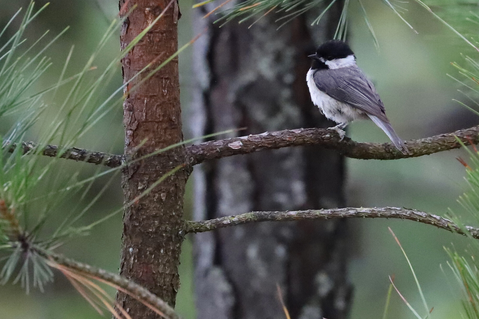  Carolina Chickadee / Pleasure House Point NA / 7 Jun 