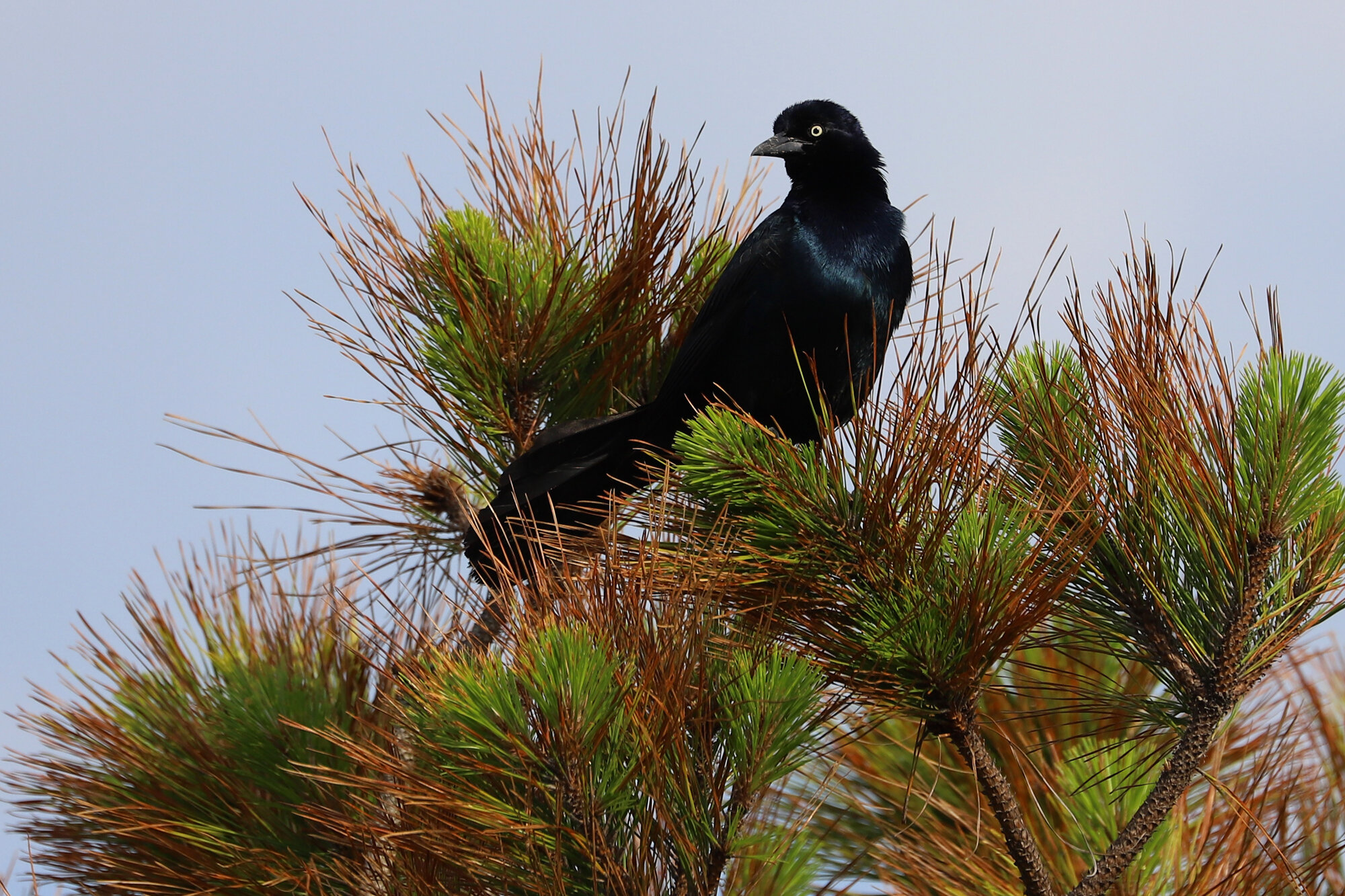  Boat-tailed Grackle / Pleasure House Point NA / 7 Jun 