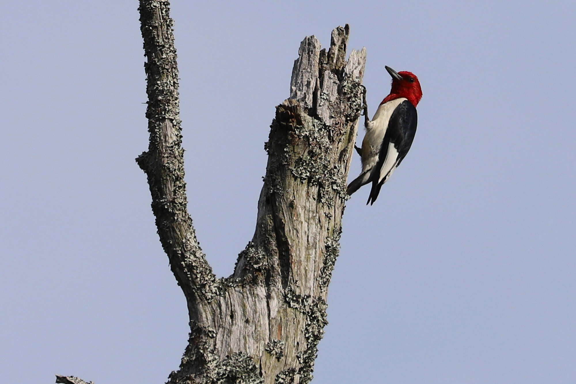  Red-headed Woodpecker / First Landing SP / 19 Jun 