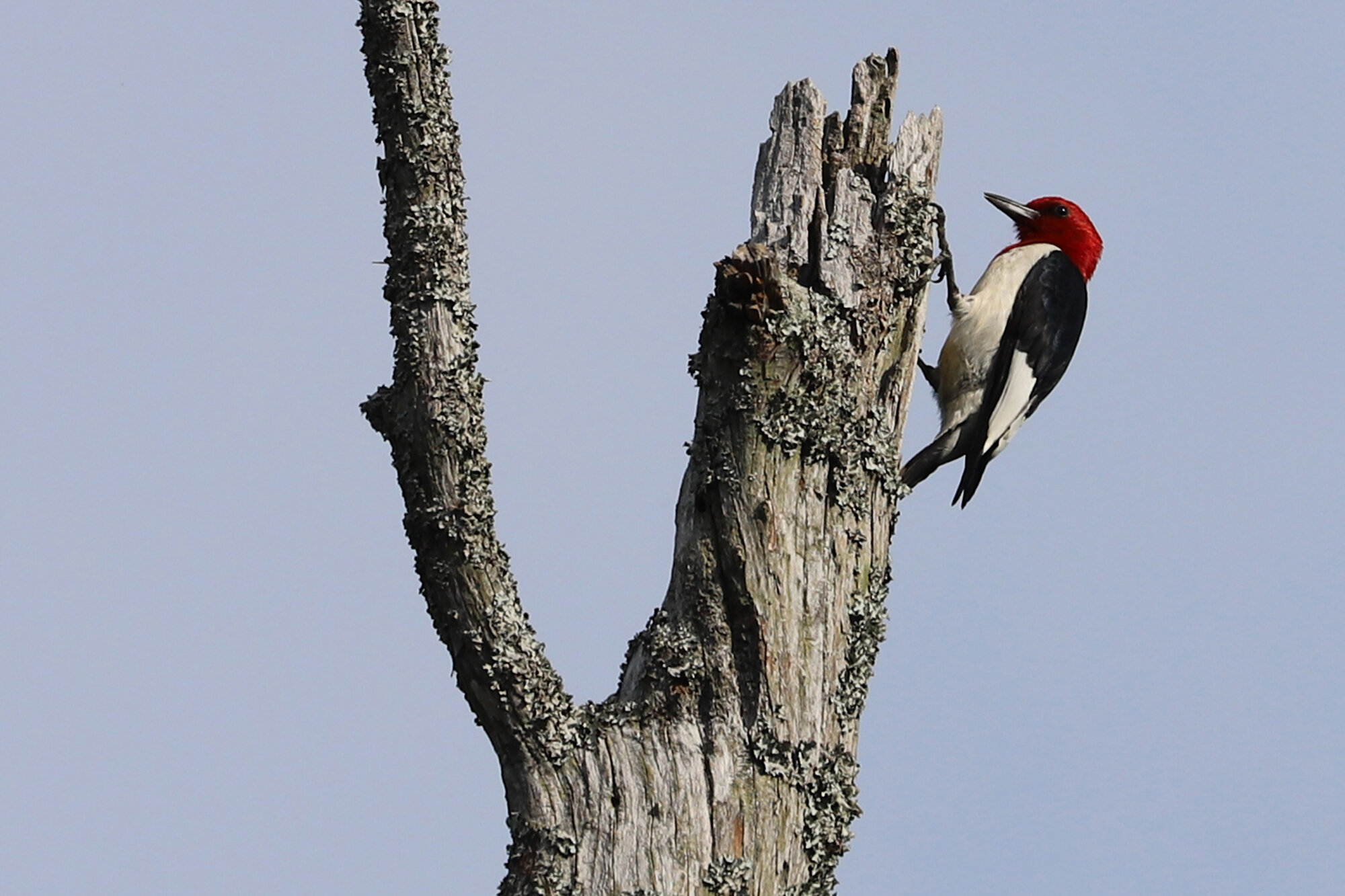  Red-headed Woodpecker / First Landing SP / 19 Jun 