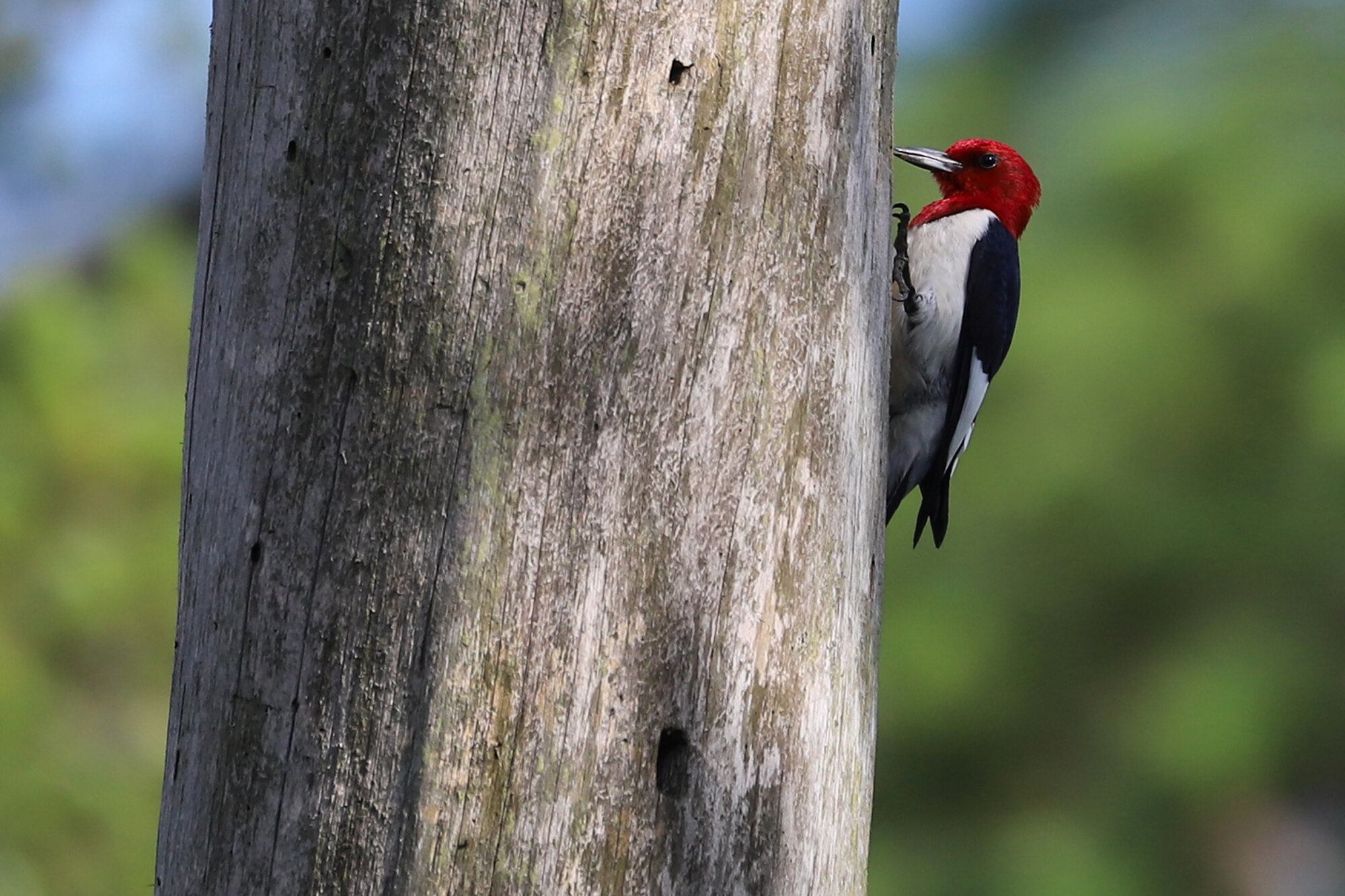  Red-headed Woodpecker / First Landing SP / 19 Jun; please click this photo to advance to the next!  