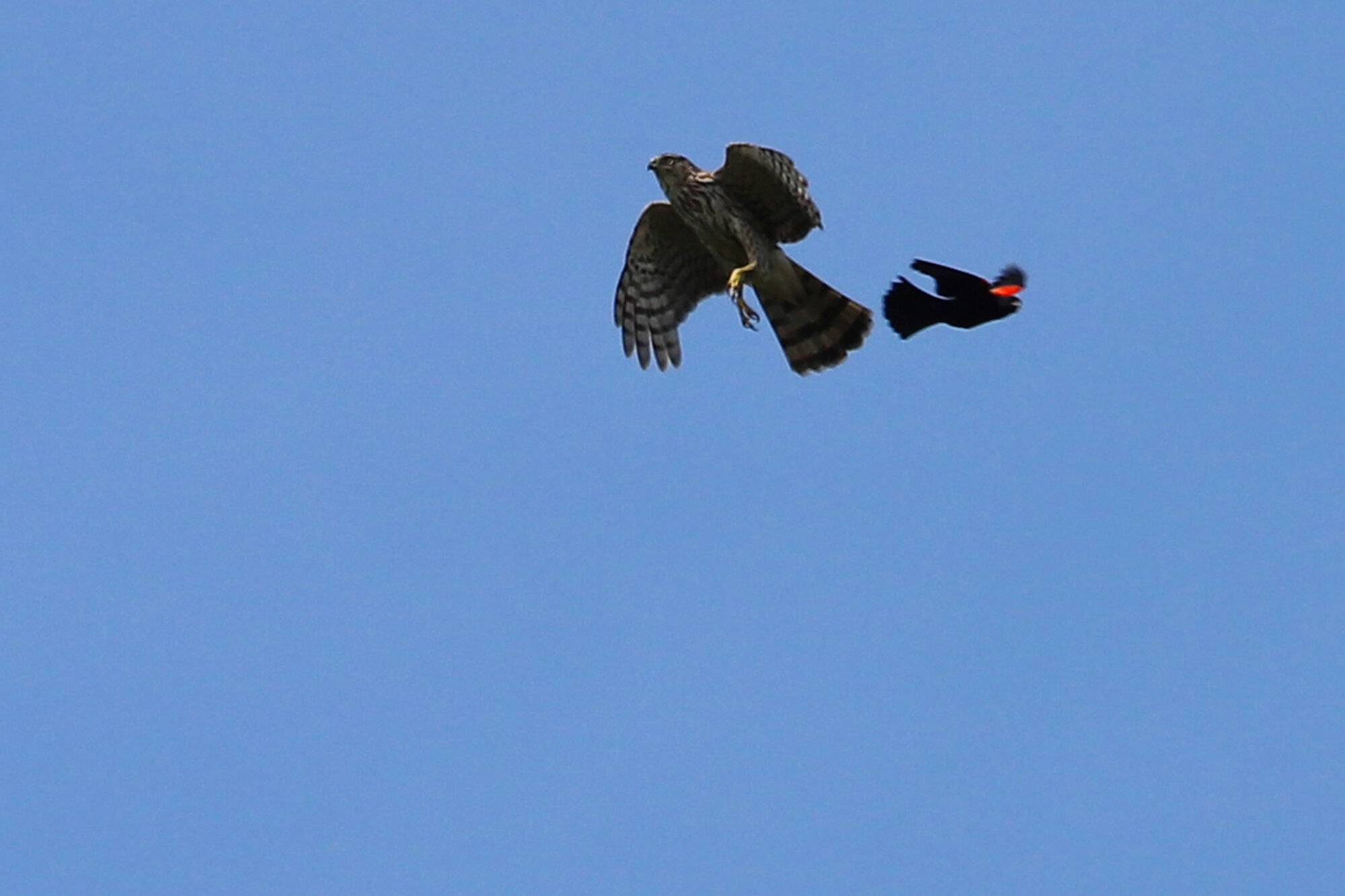  Cooper's Hawk &amp; Red-winged Blackbird / Brenneman Farm / 19 Jun 