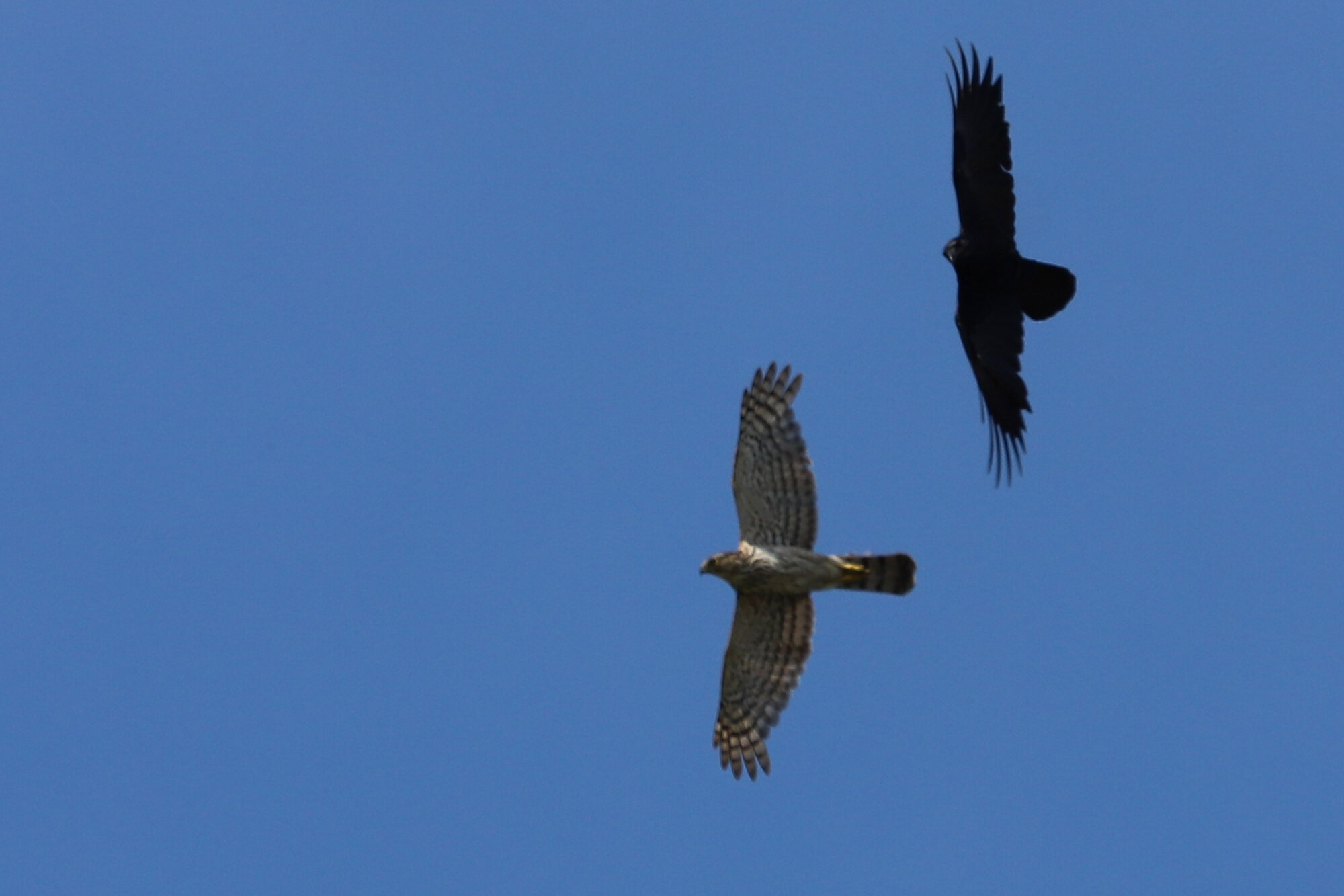  Cooper's Hawk &amp; Crow sp. / Brenneman Farm / 19 Jun 