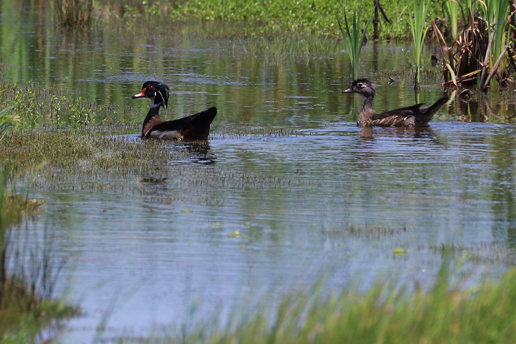  Wood Ducks / Princess Anne WMA Whitehurst Tract / 27 Jun; please click this photo to advance to the next!  