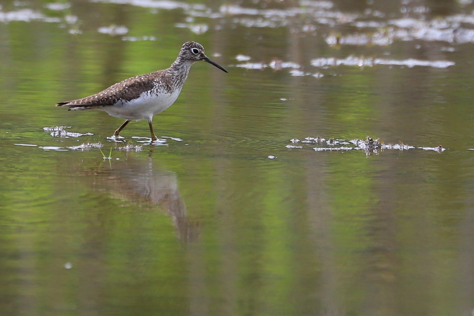  Solitary Sandpiper / Princess Anne WMA Whitehurst Tract / 31 Jul; please click this photo to advance to the next! 