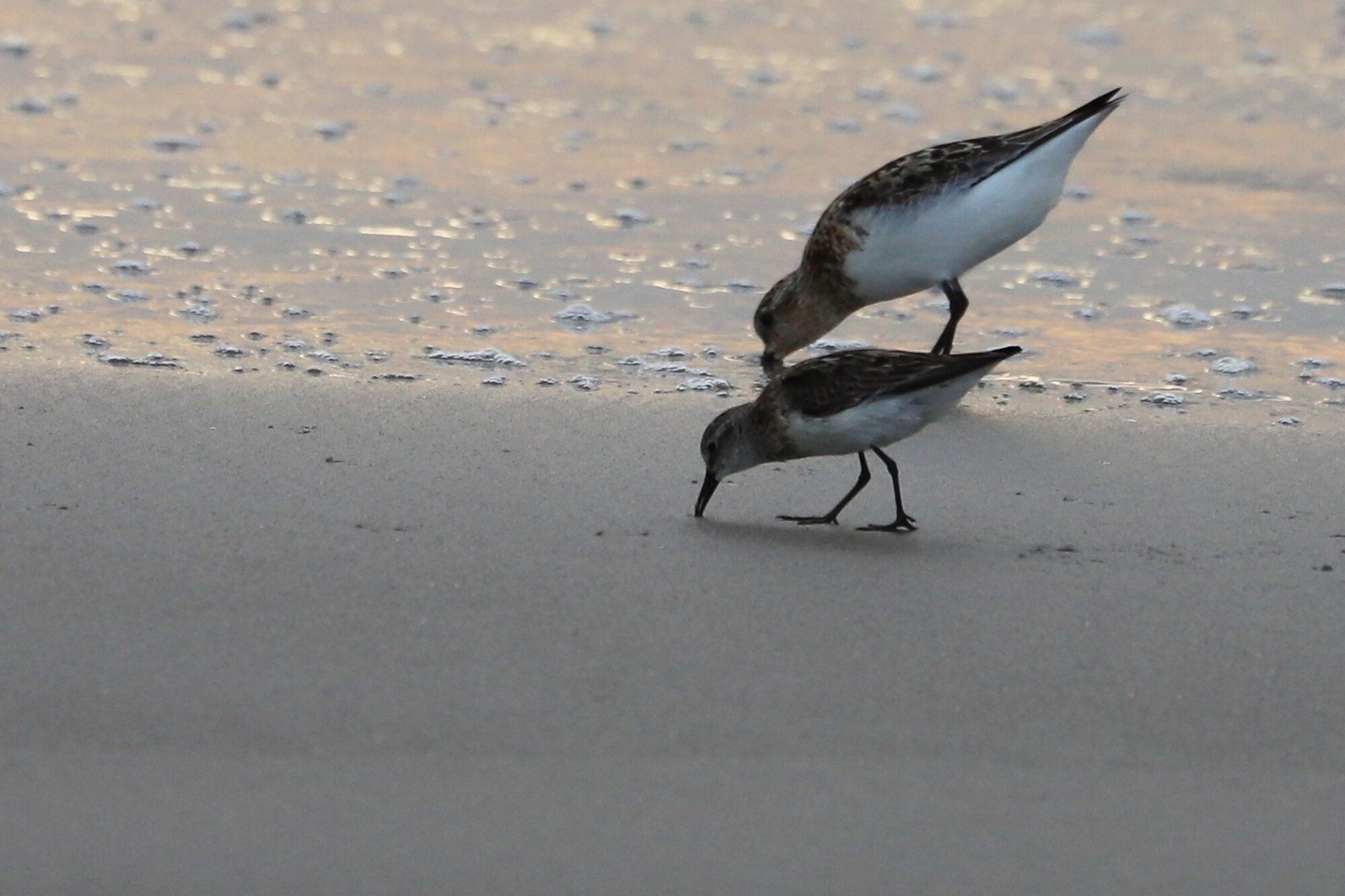  Semipalmated Sandpiper &amp; Sanderling / Back Bay NWR / 25 Jul 