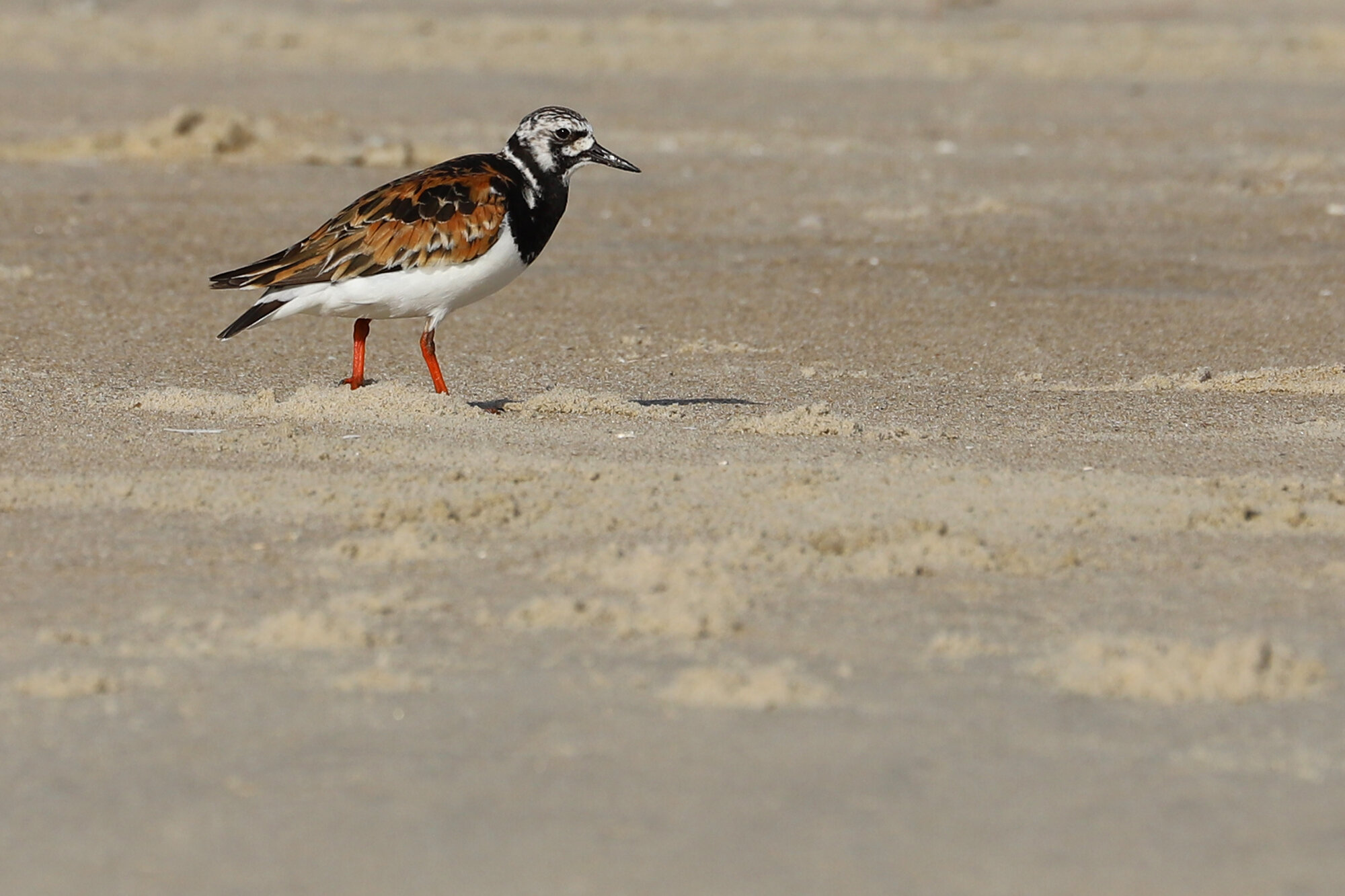  Ruddy Turnstone / Back Bay NWR / 25 Jul; please click this photo to advance to the next! 