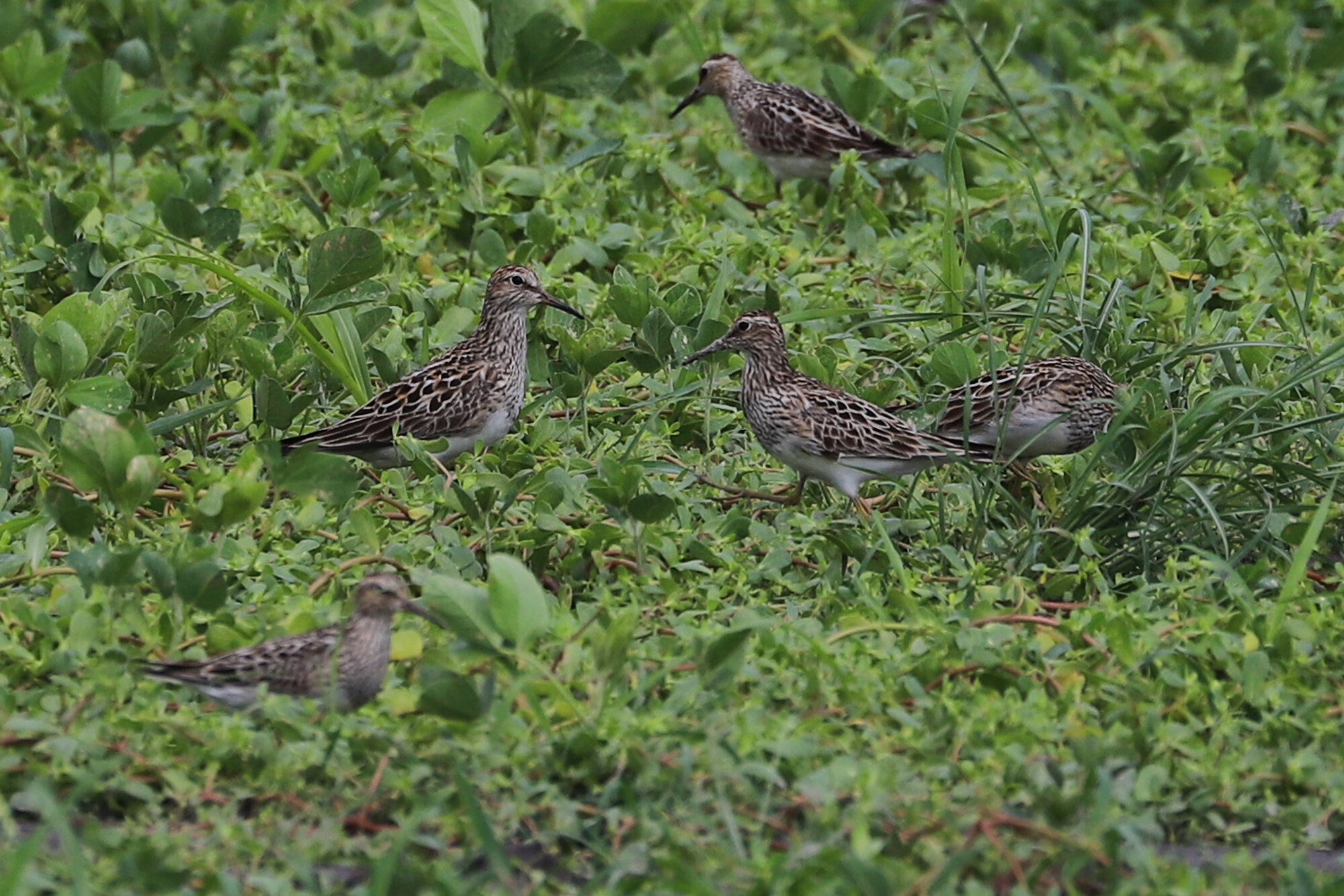 Pectoral Sandpipers / Muddy Creek/Shipps Cabin Fields / 24 Jul; please click this photo to advance to the next! 