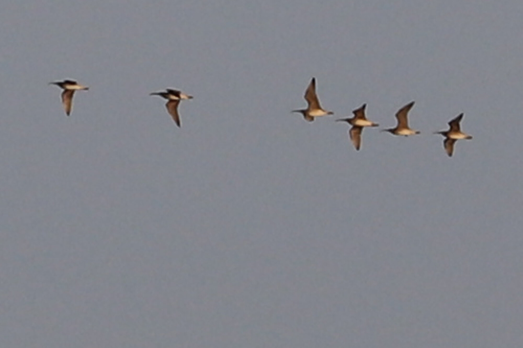  Whimbrel / First Landing SP / 18 Jul 