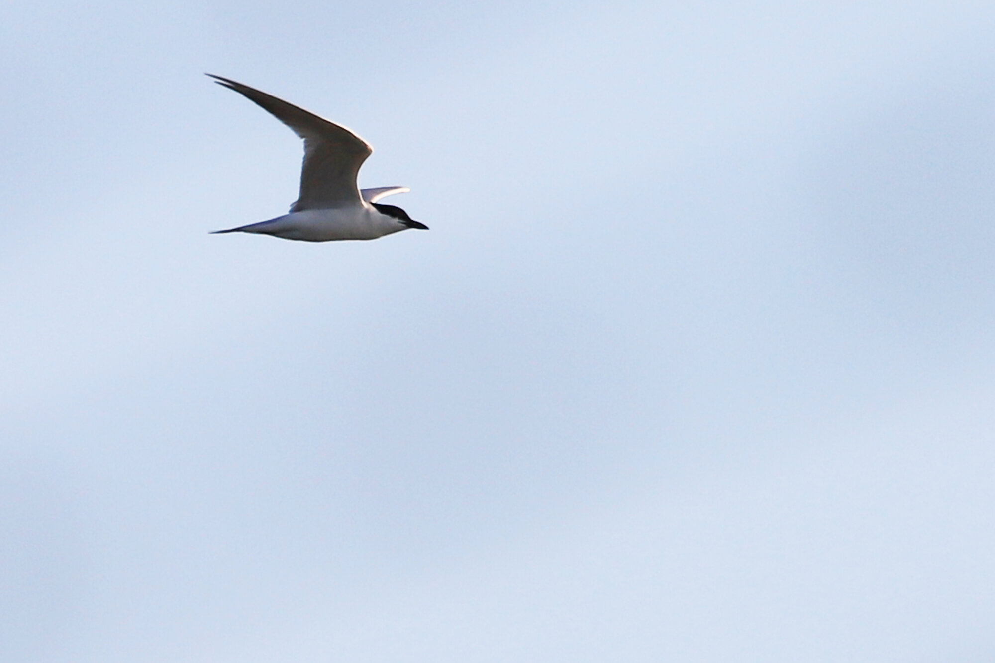  Gull-billed Tern / First Landing SP / 18 Jul 