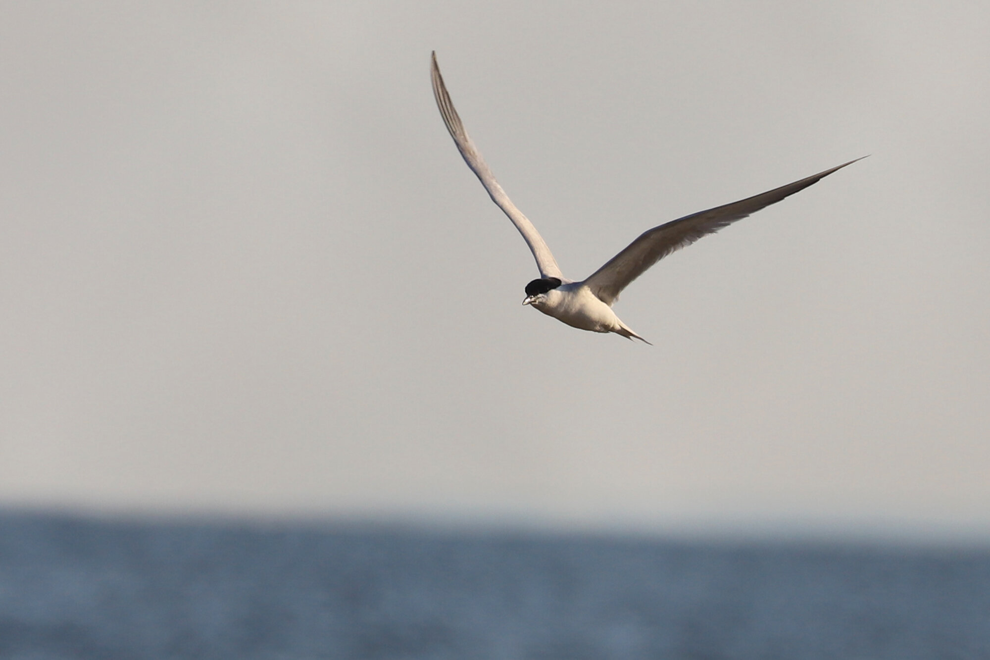  Gull-billed Tern / First Landing SP / 18 Jul 