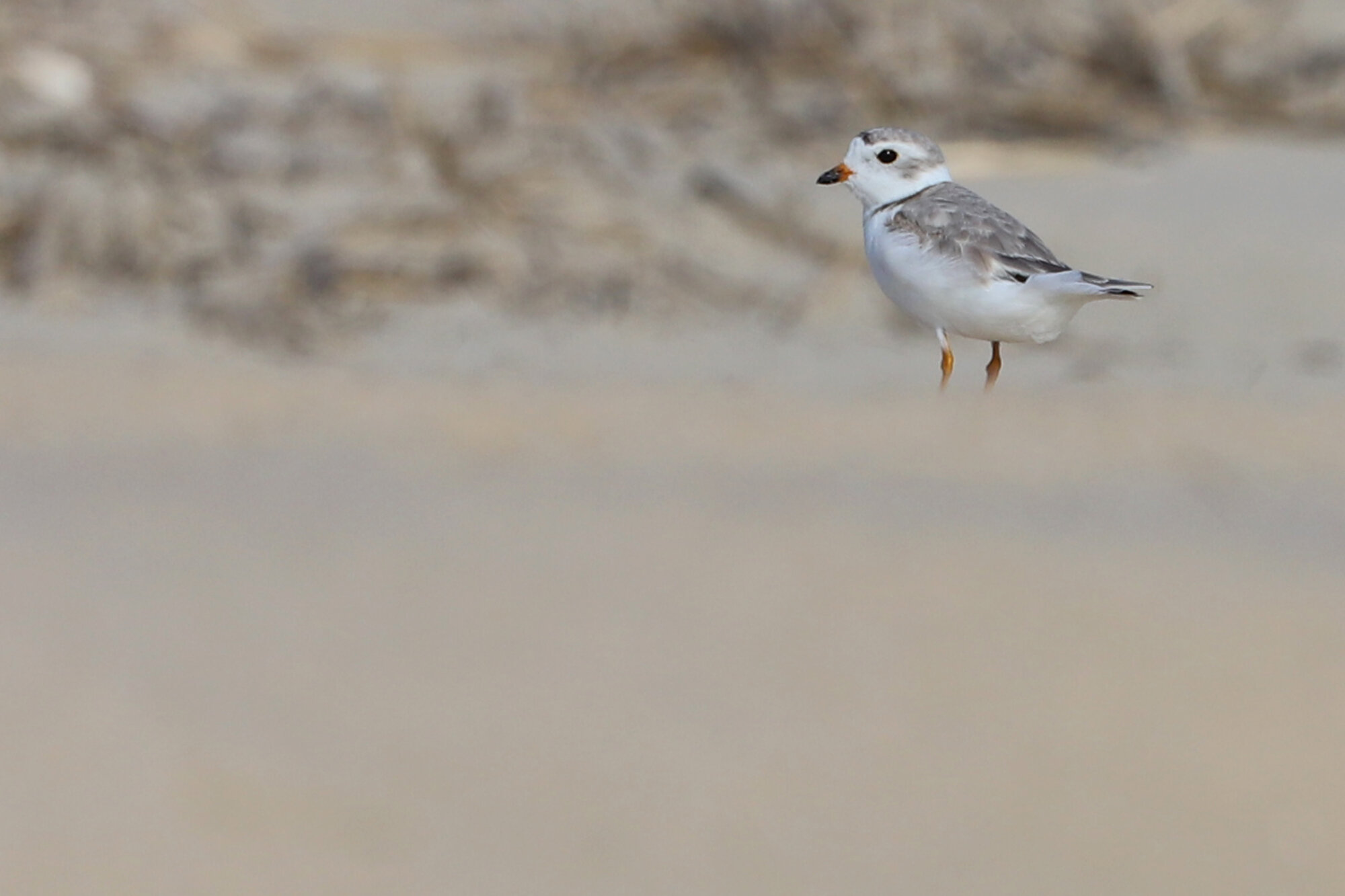  Piping Plover / Back Bay NWR / 25 Jul; please click this photo to advance to the next! 