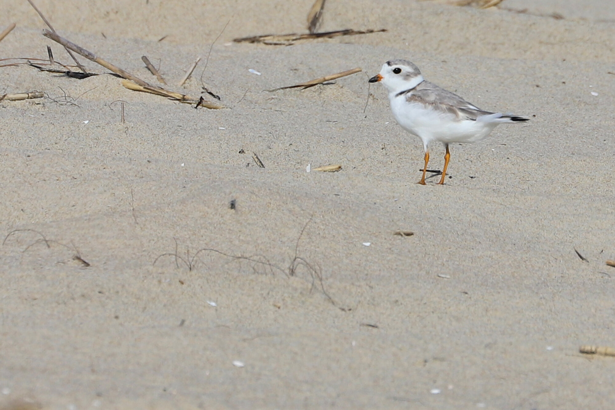  Piping Plover / Back Bay NWR / 25 Jul 