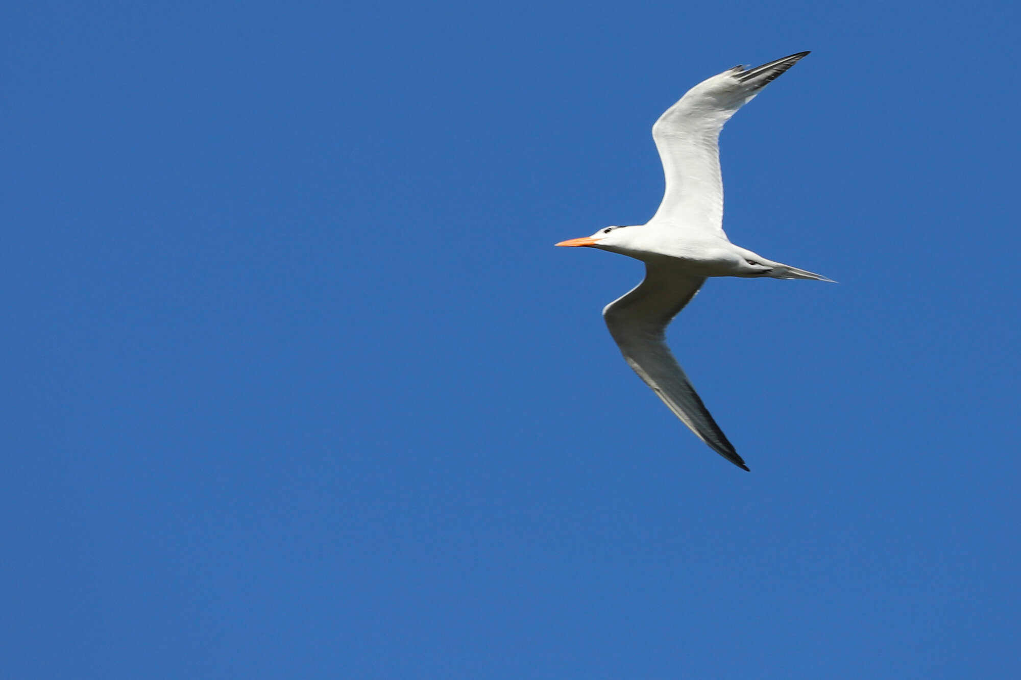  Royal Tern / Stumpy Lake NA / 2 Jul 