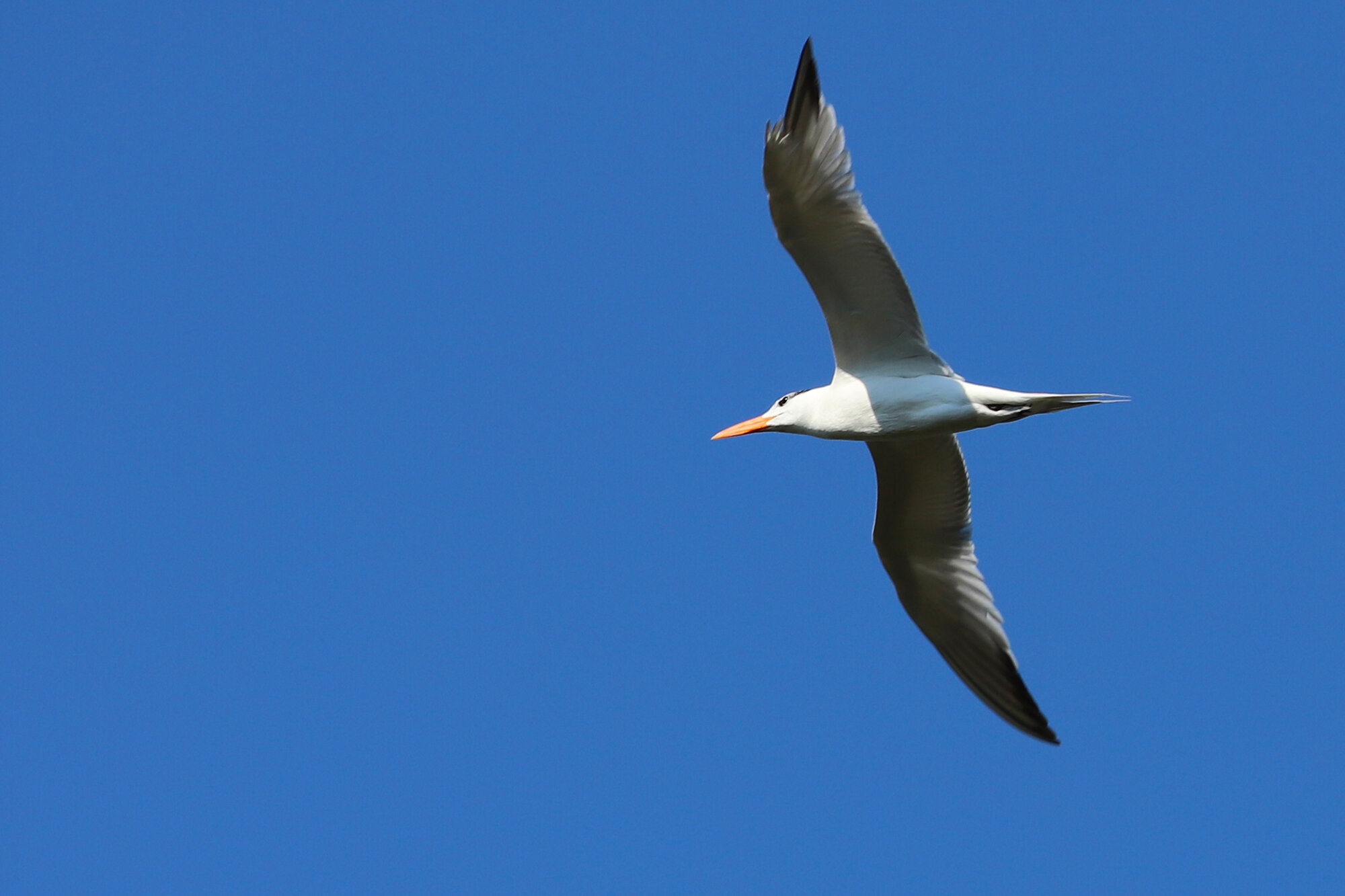  Royal Tern / Stumpy Lake NA / 2 Jul 