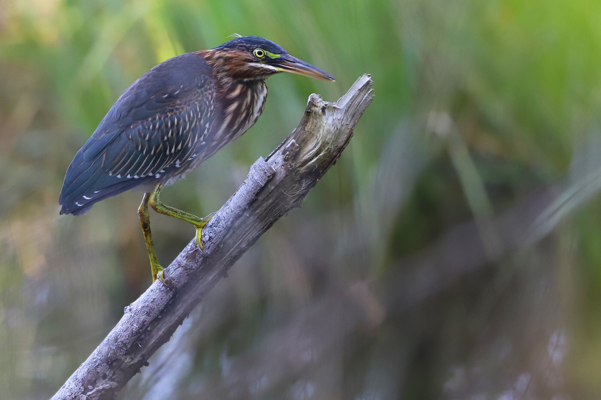  Green Heron / First Landing SP / 3 Jul; please click this photo to advance to the next! 