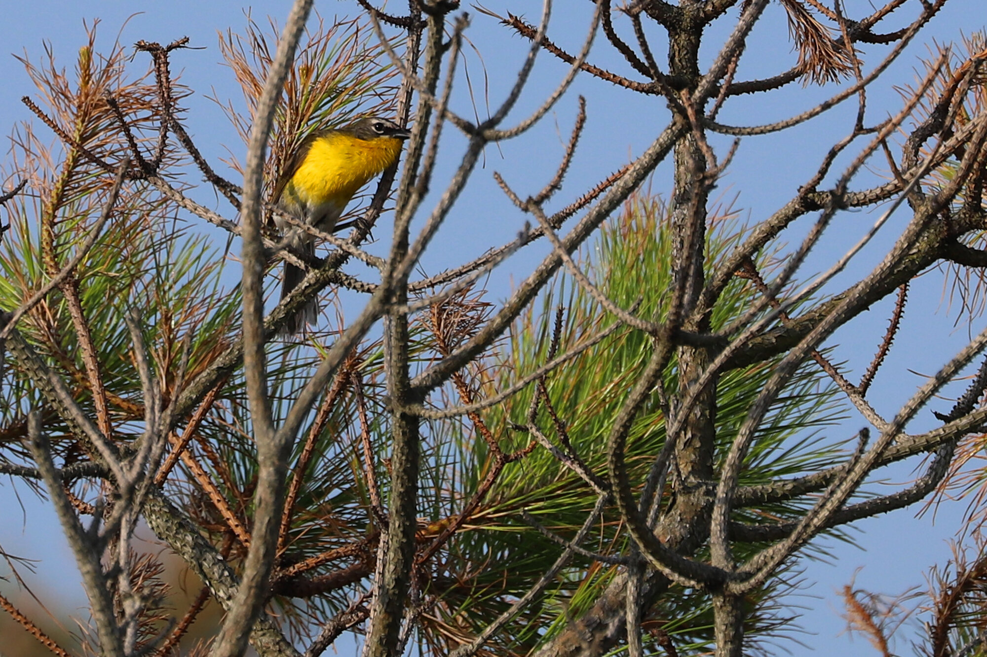  Yellow-breasted Chat / Back Bay NWR / 5 Jul 