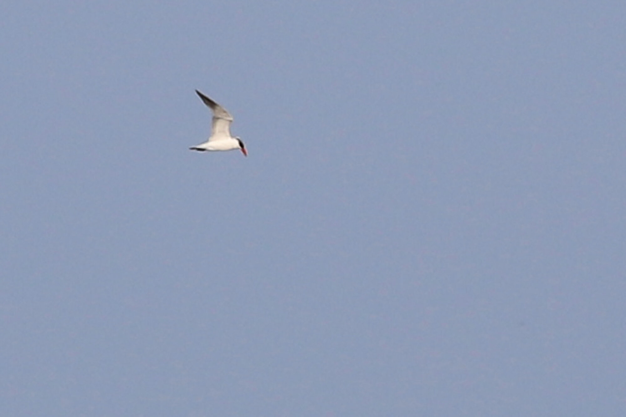  Caspian Tern / Back Bay NWR / 5 Jul 