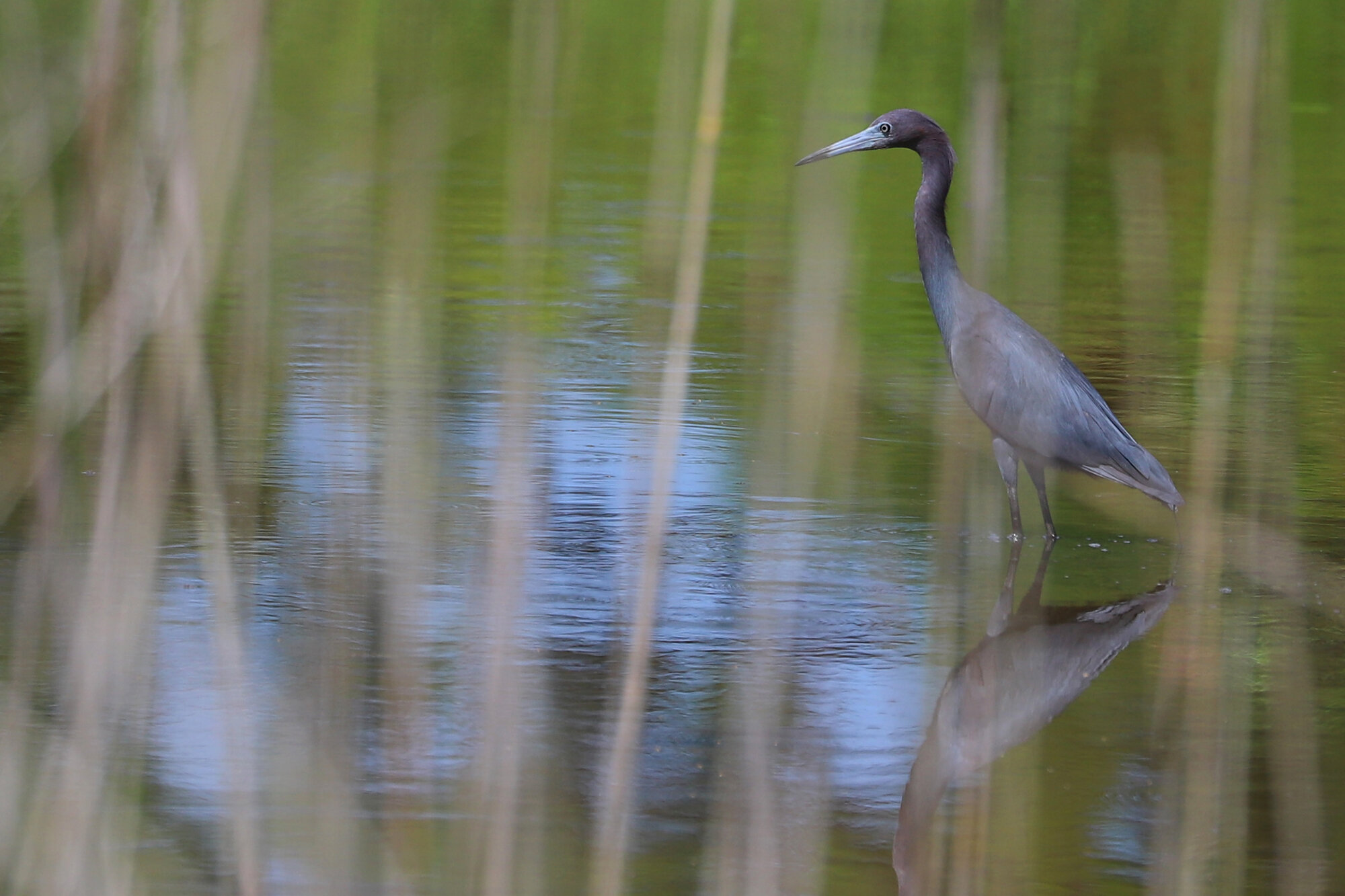  Little Blue Heron / Princess Anne WMA Whitehurst Tract / 10 Jul; please click this photo to advance to the next! 