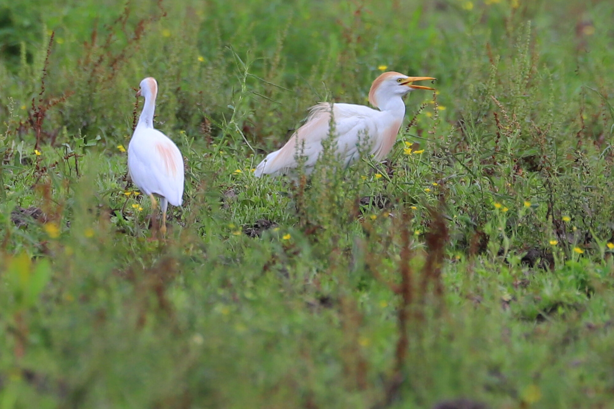  Cattle Egrets / Drum Point Road / 10 Jul 