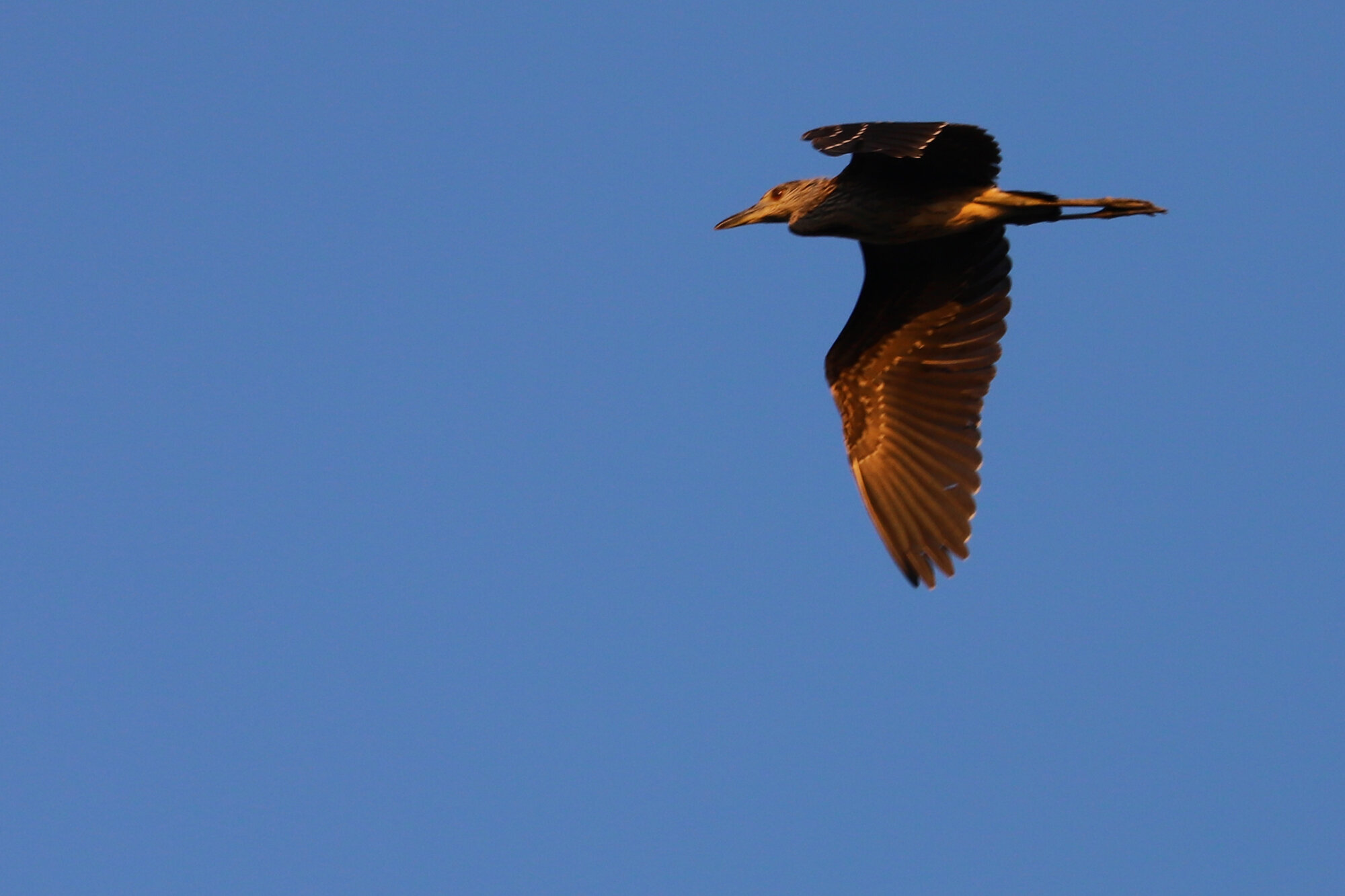  Yellow-crowned Night-Heron / Back Bay NWR / 12 Jul 