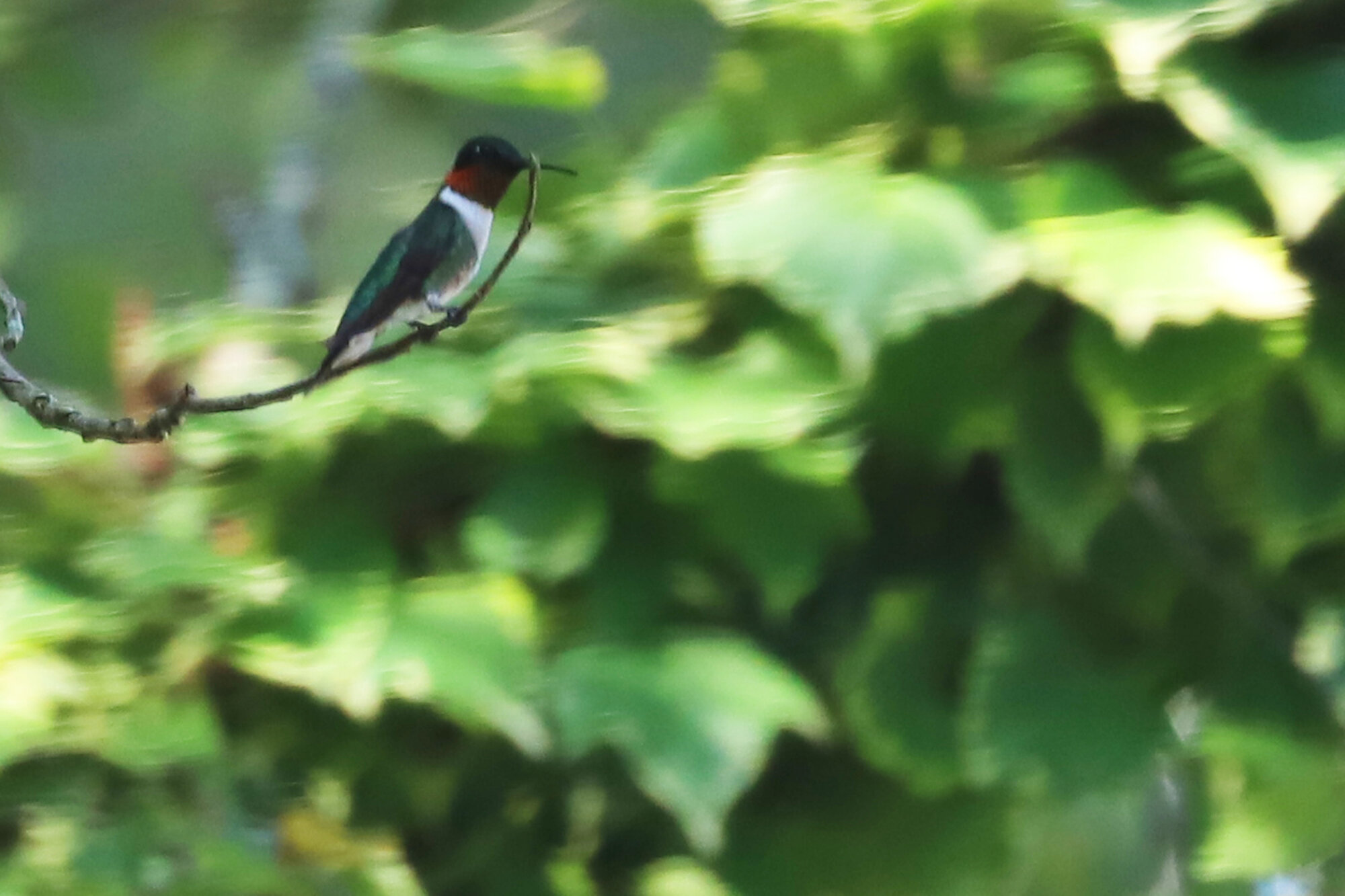  Ruby-throated Hummingbird / 17 Jul 