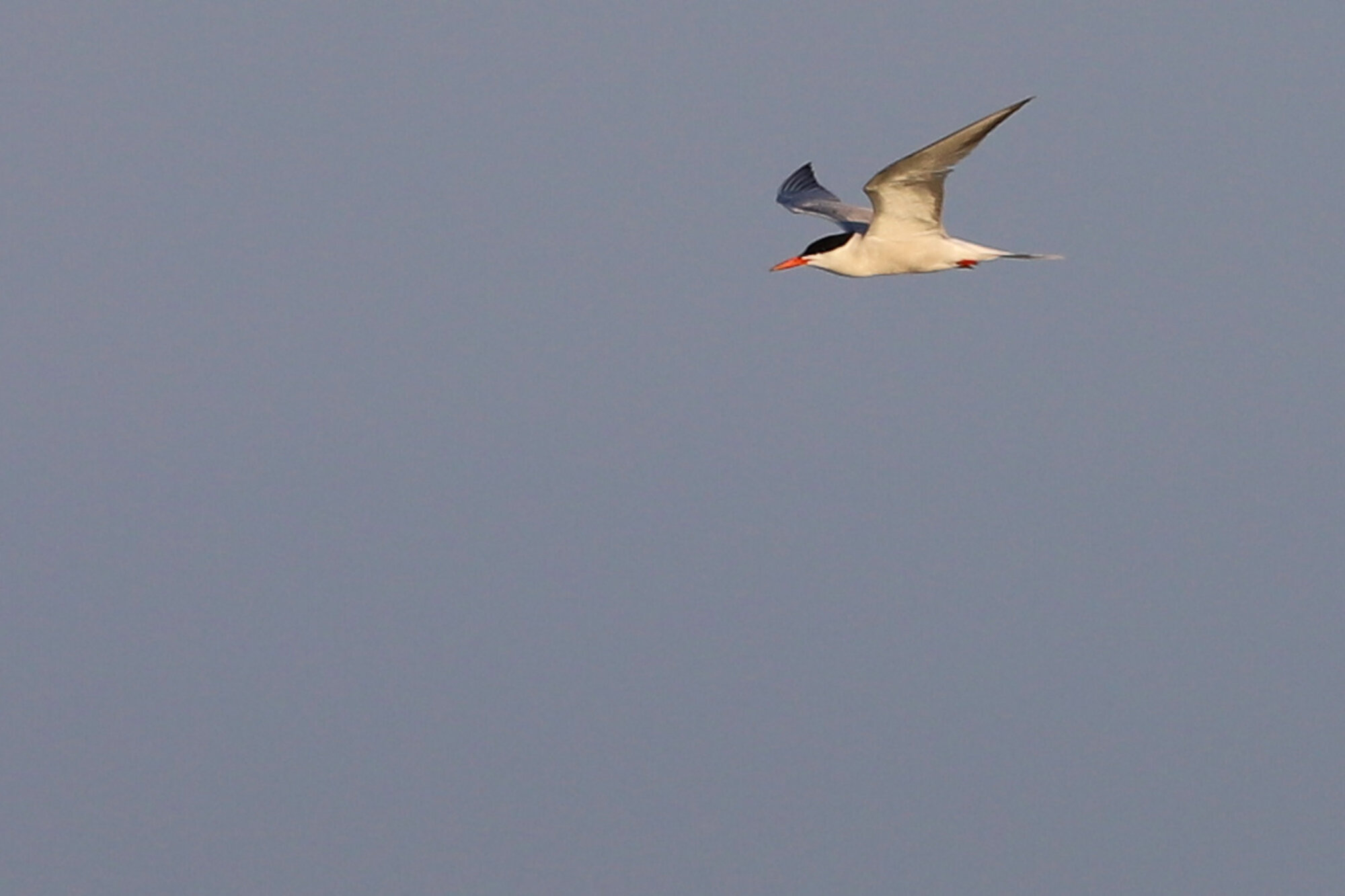  Common Tern / First Landing SP / 18 Jul 