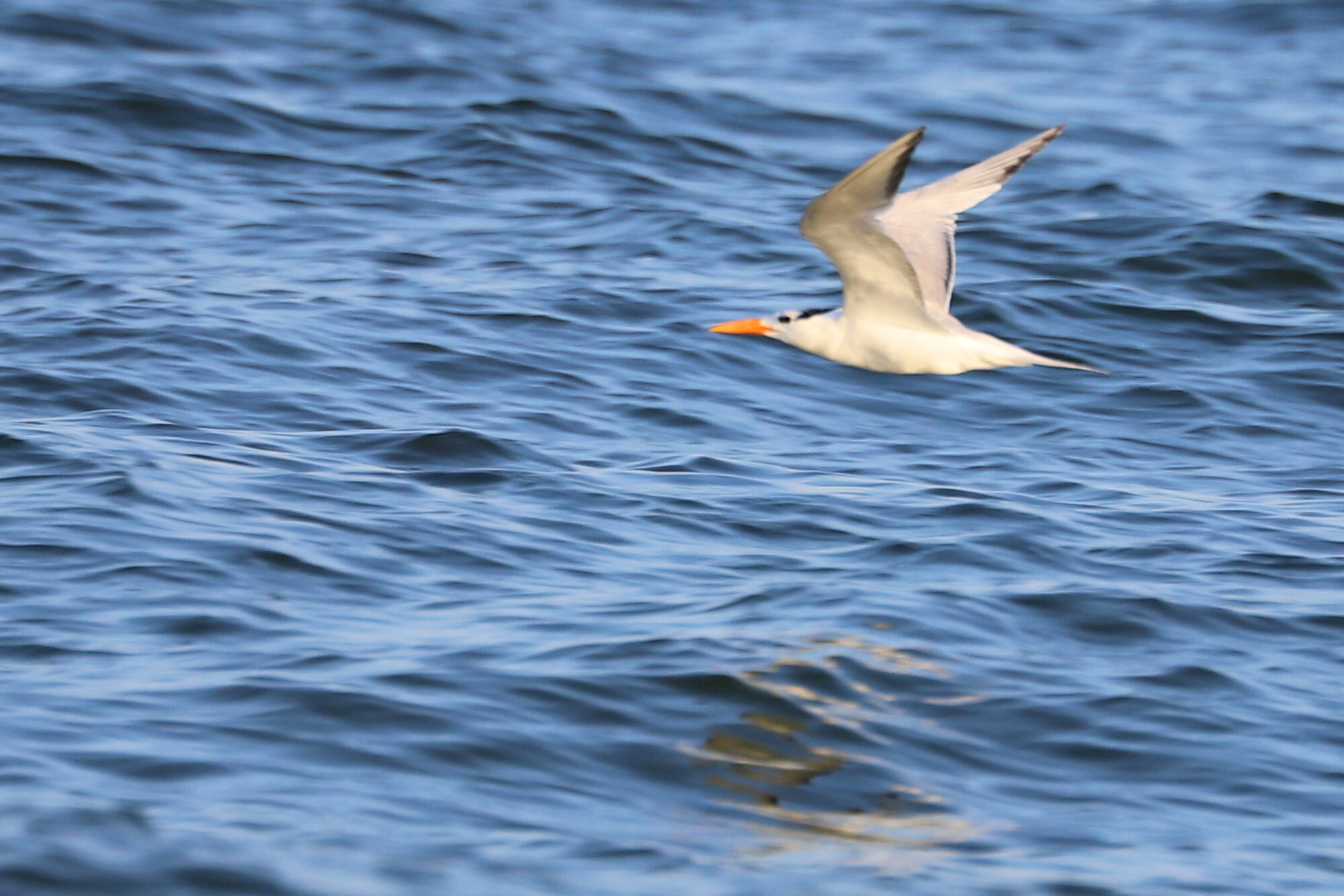  Royal Tern / First Landing SP / 18 Jul 