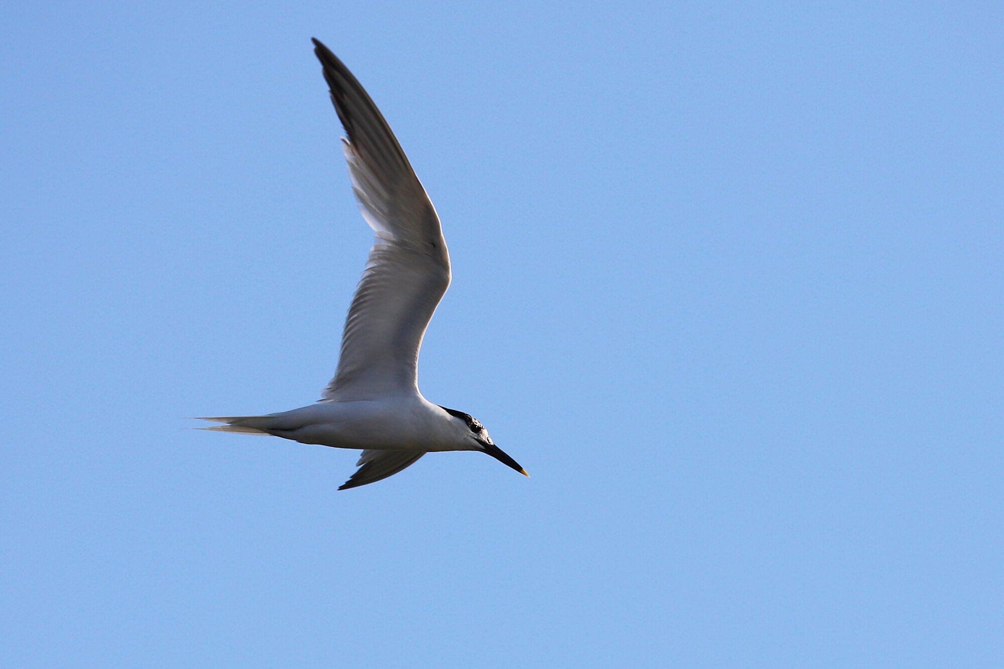  Sandwich Tern / First Landing SP / 18 Jul 