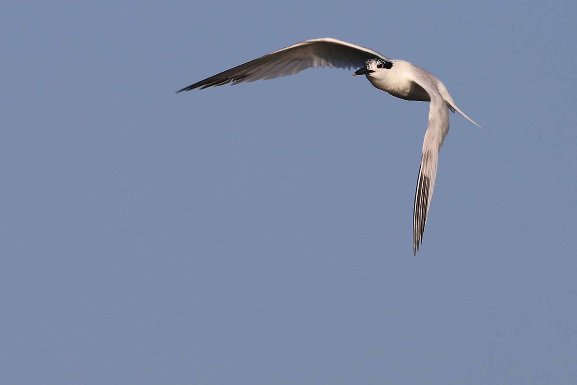  Sandwich Tern / First Landing SP / 18 Jul 