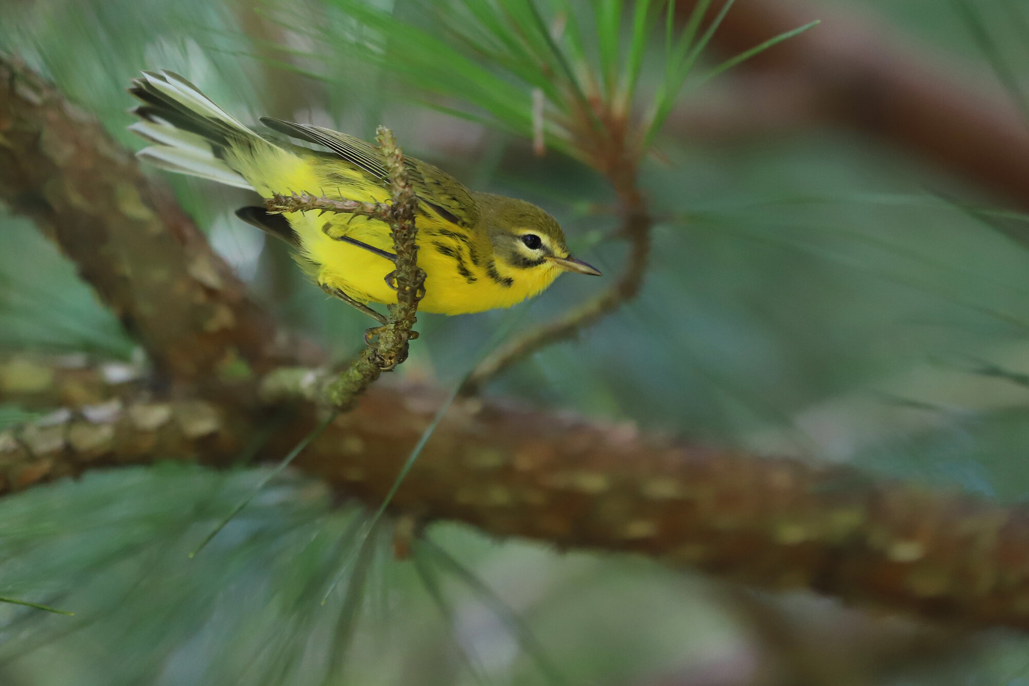  Prairie Warbler / Princess Anne WMA Whitehurst Tract / 24 Jul; please click this photo to advance to the next! 
