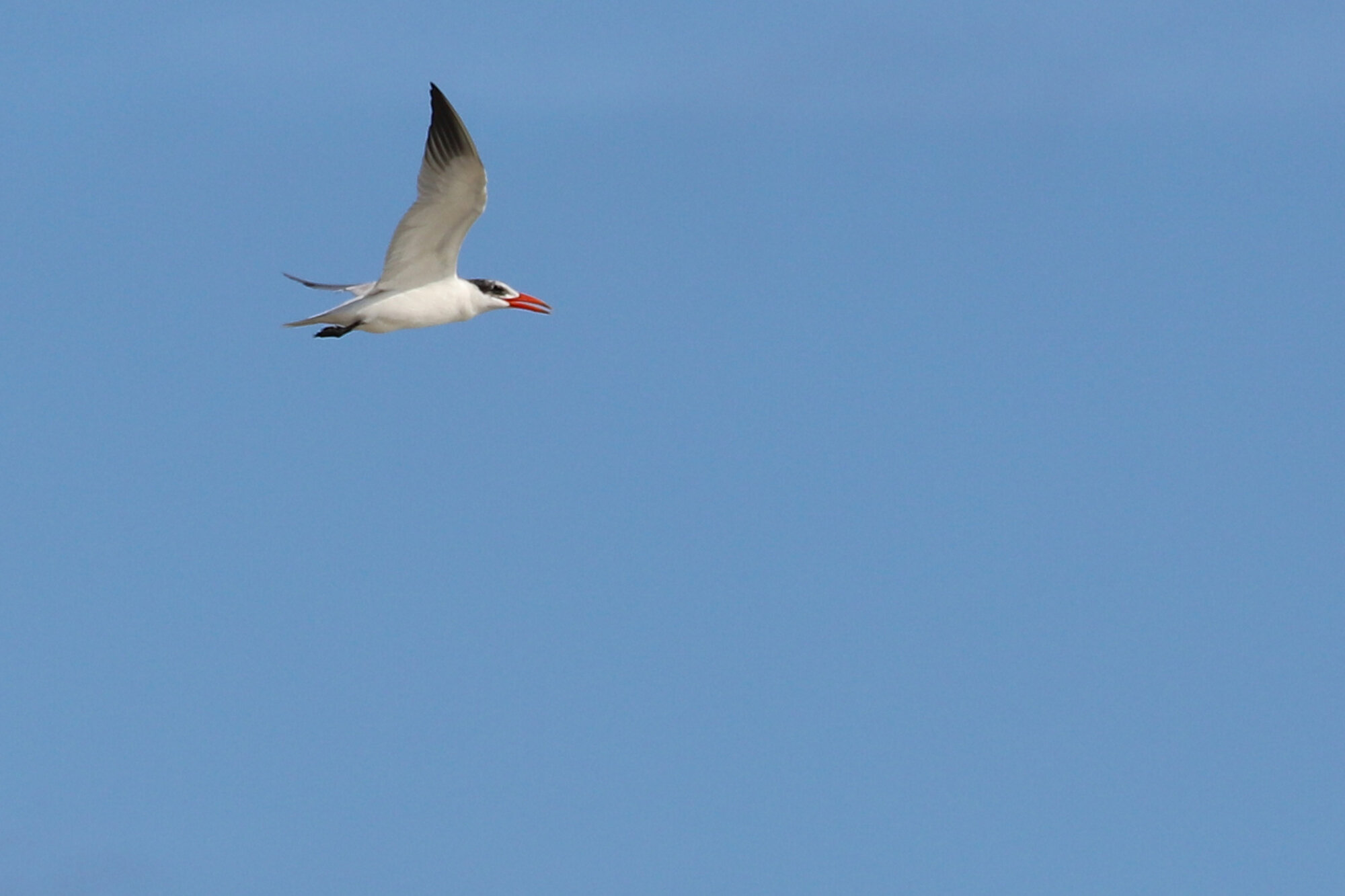  Caspian Tern / Back Bay NWR / 25 Jul 