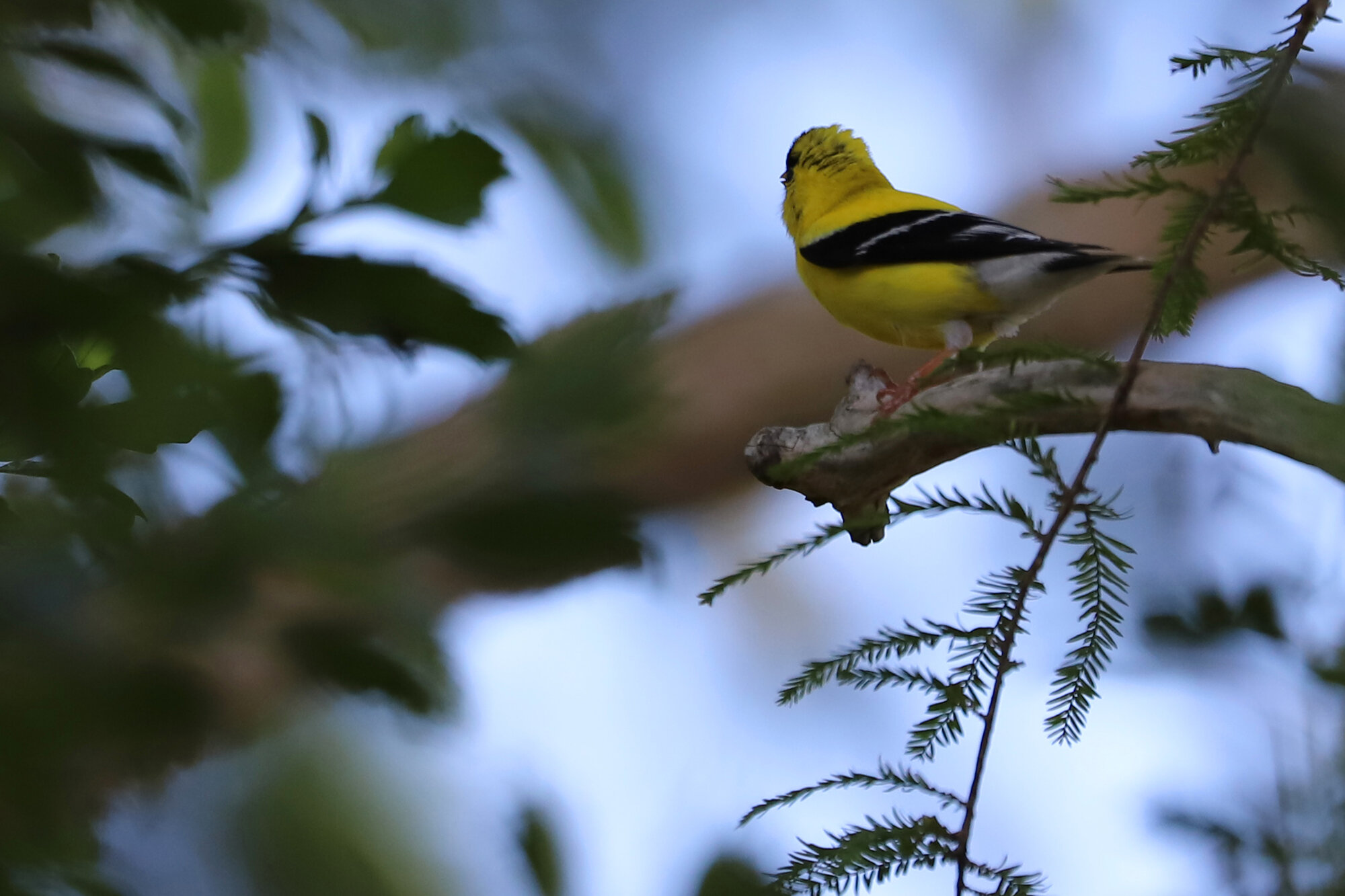  American Goldfinch / Stumpy Lake NA / 2 Jul 