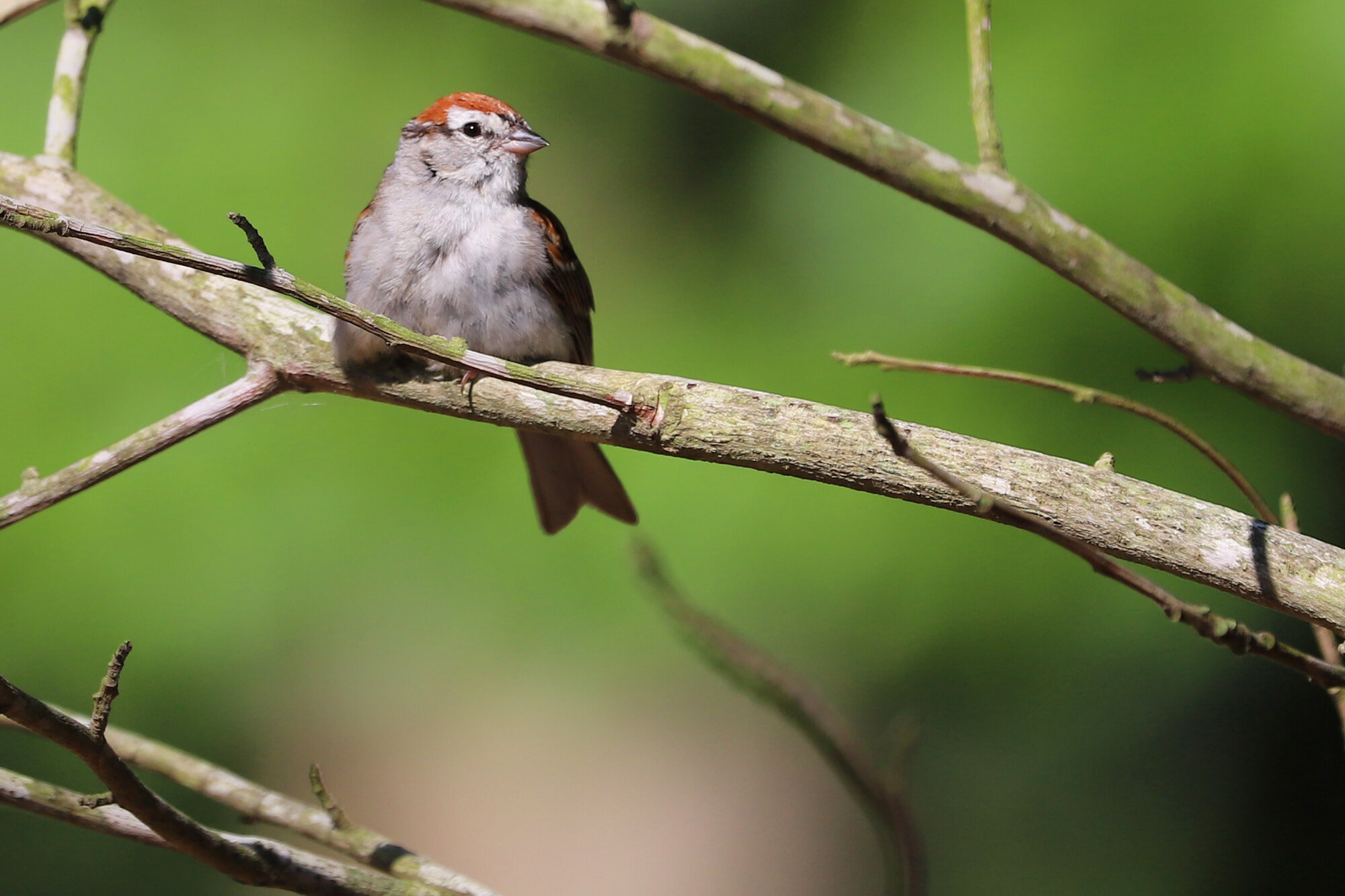  Chipping Sparrow / Stumpy Lake NA / 2 Jul 